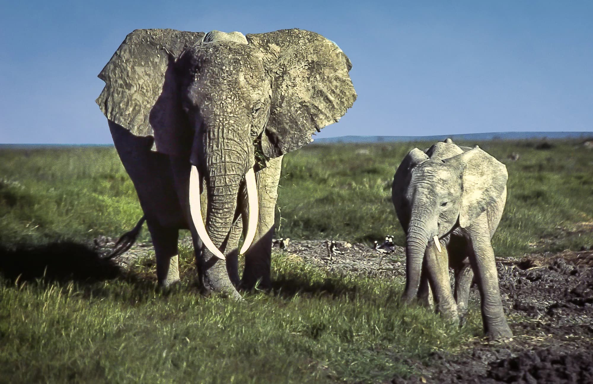 A large bull elephant in Amboseli