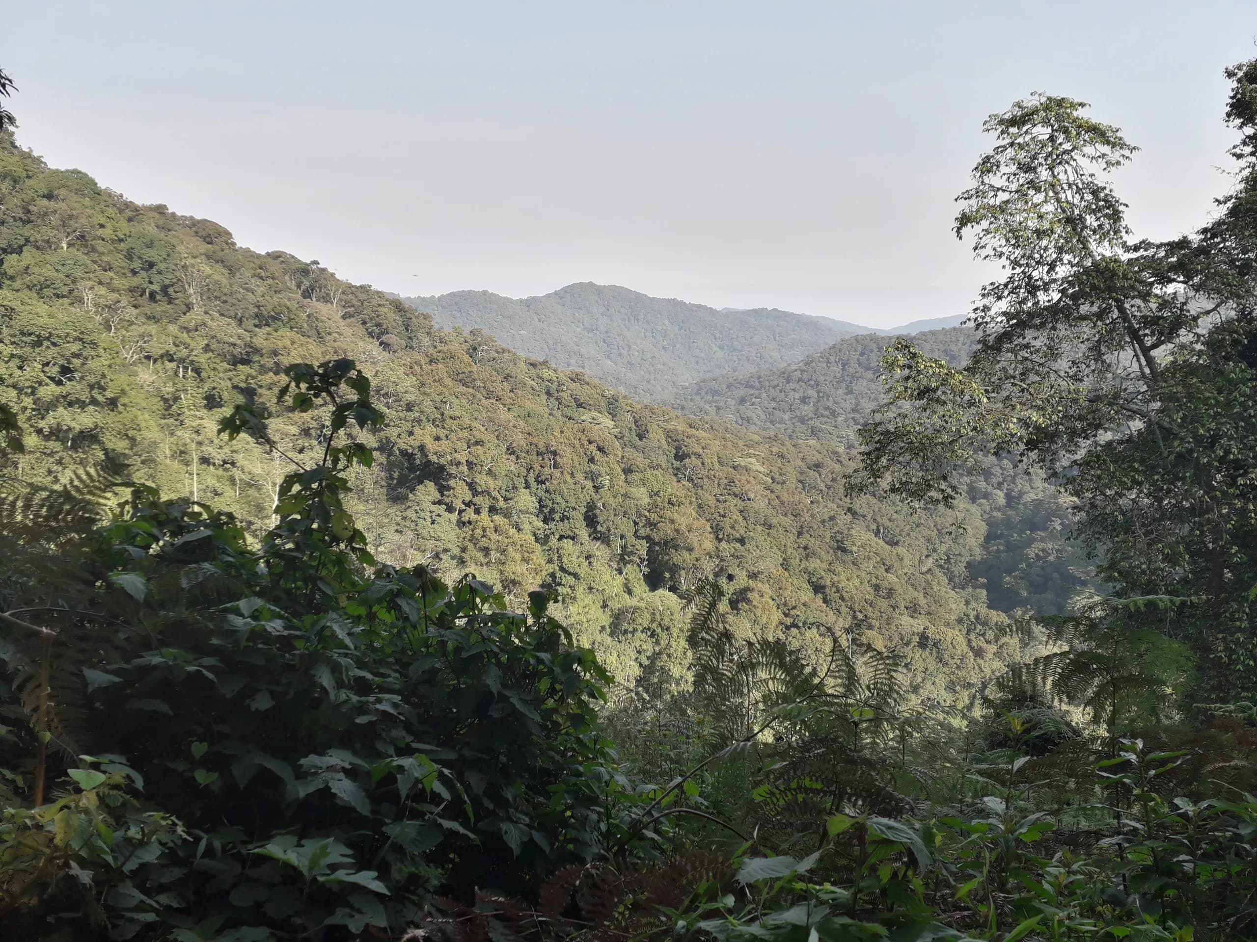 Dense montane rainforest in Bwindi Impenetrable National Park