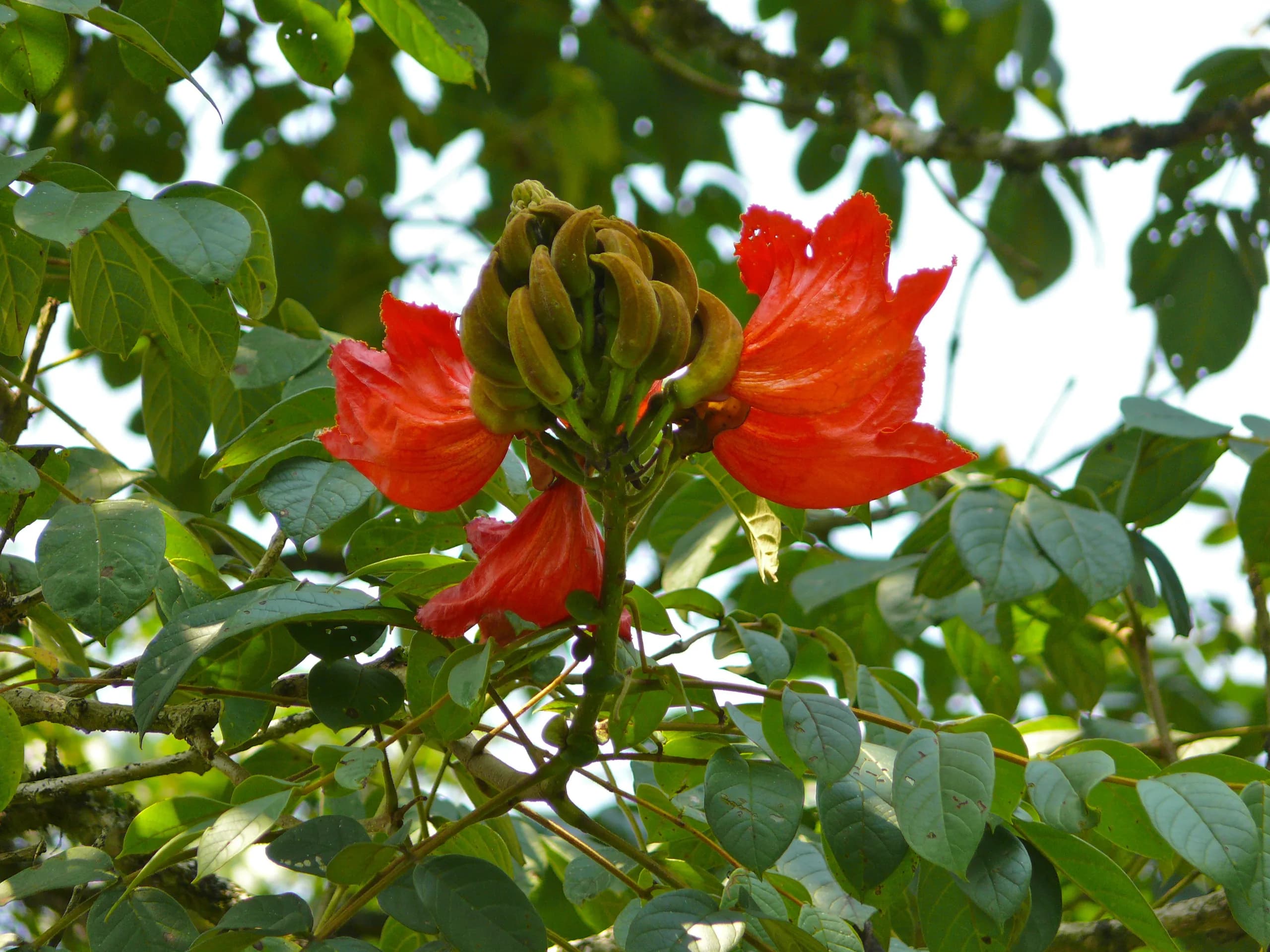 Tall tropical forest in Kibale National Park