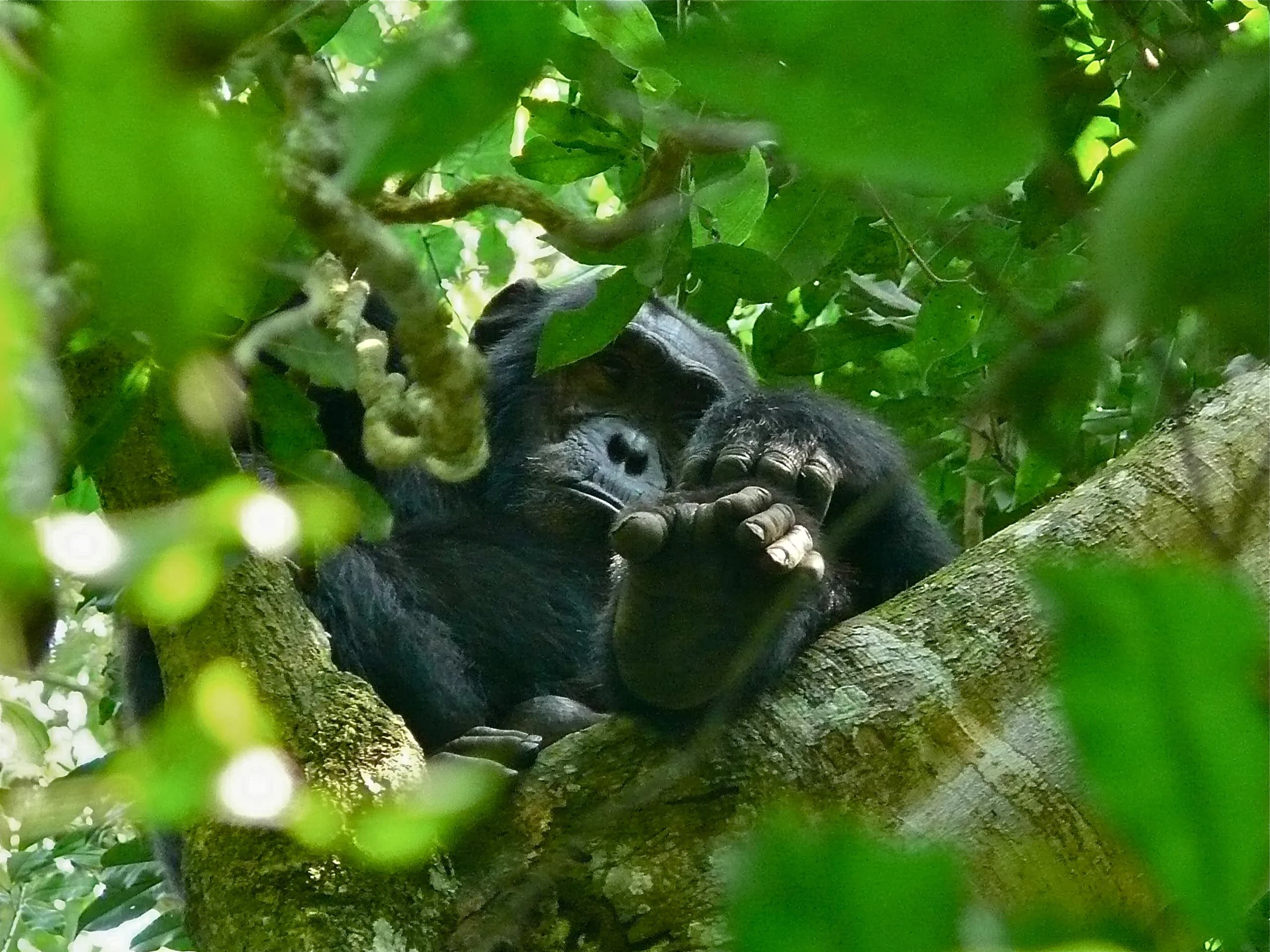 A chimpanzee feeding in Kibale Forest