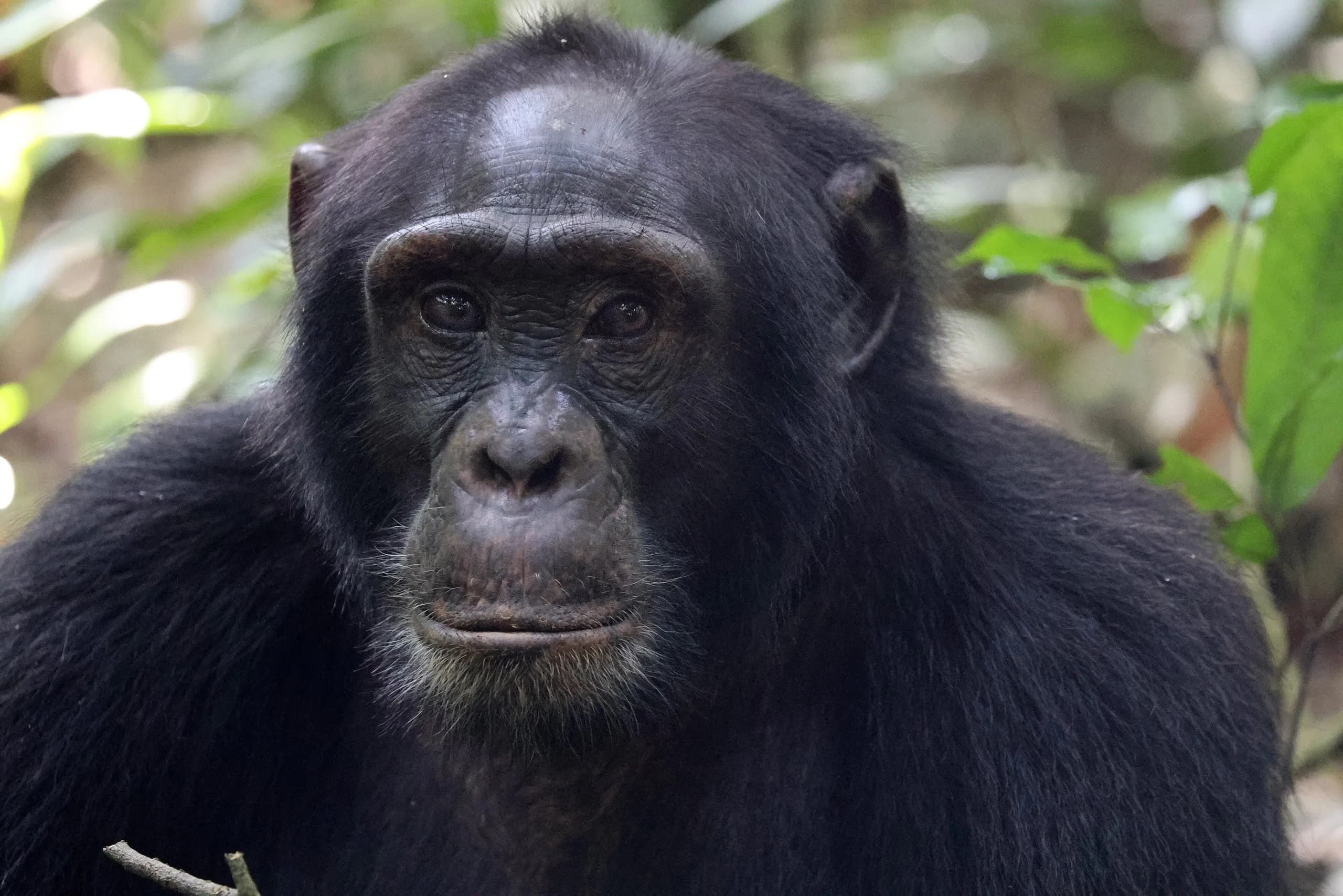 A wild chimpanzee in Kibale Forest, Uganda