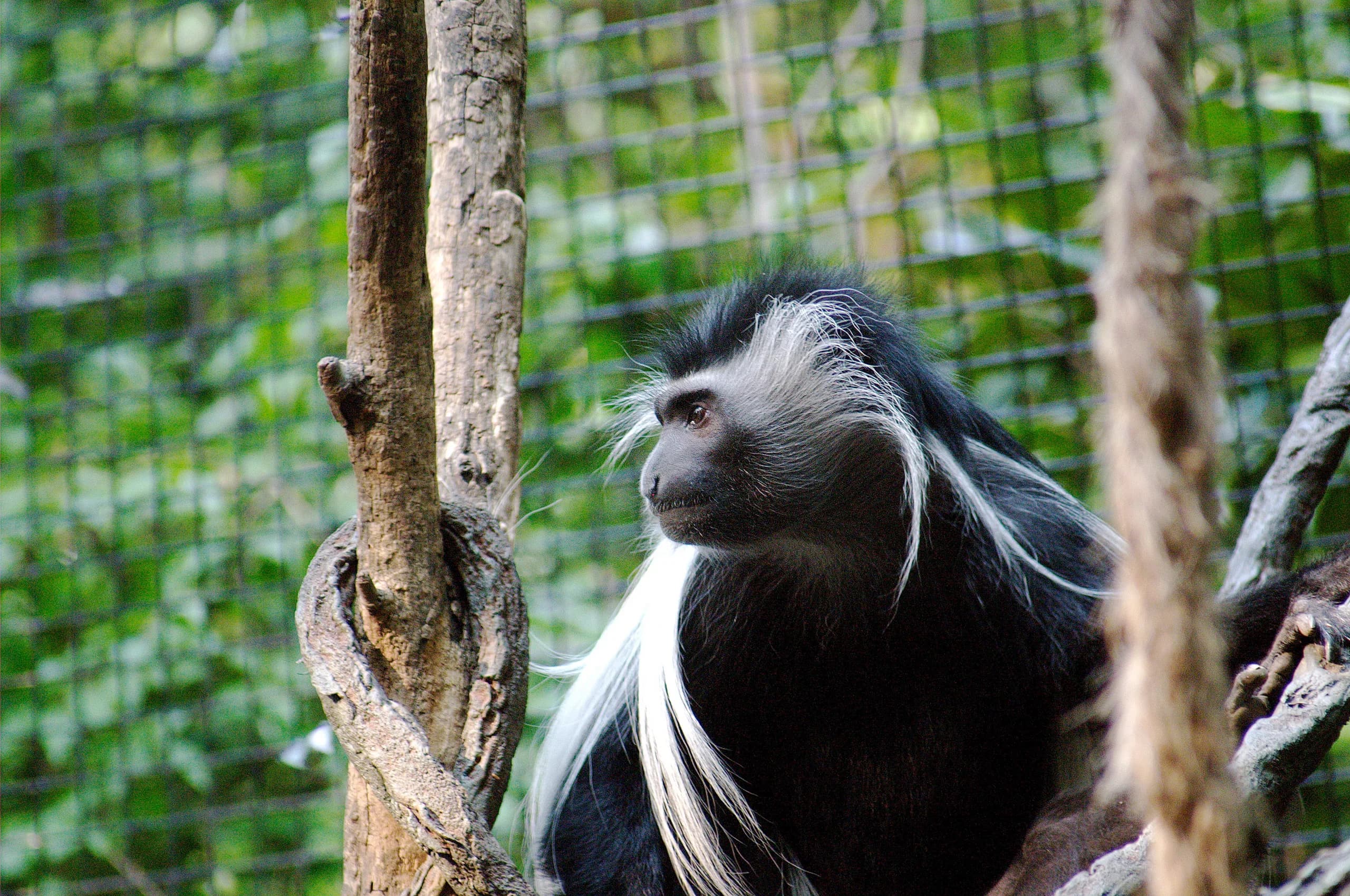 An Angolan colobus troop in Nyungwe