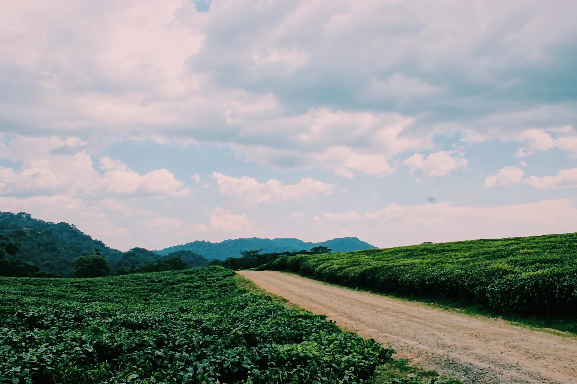 Tea plantations on the edge of the forest