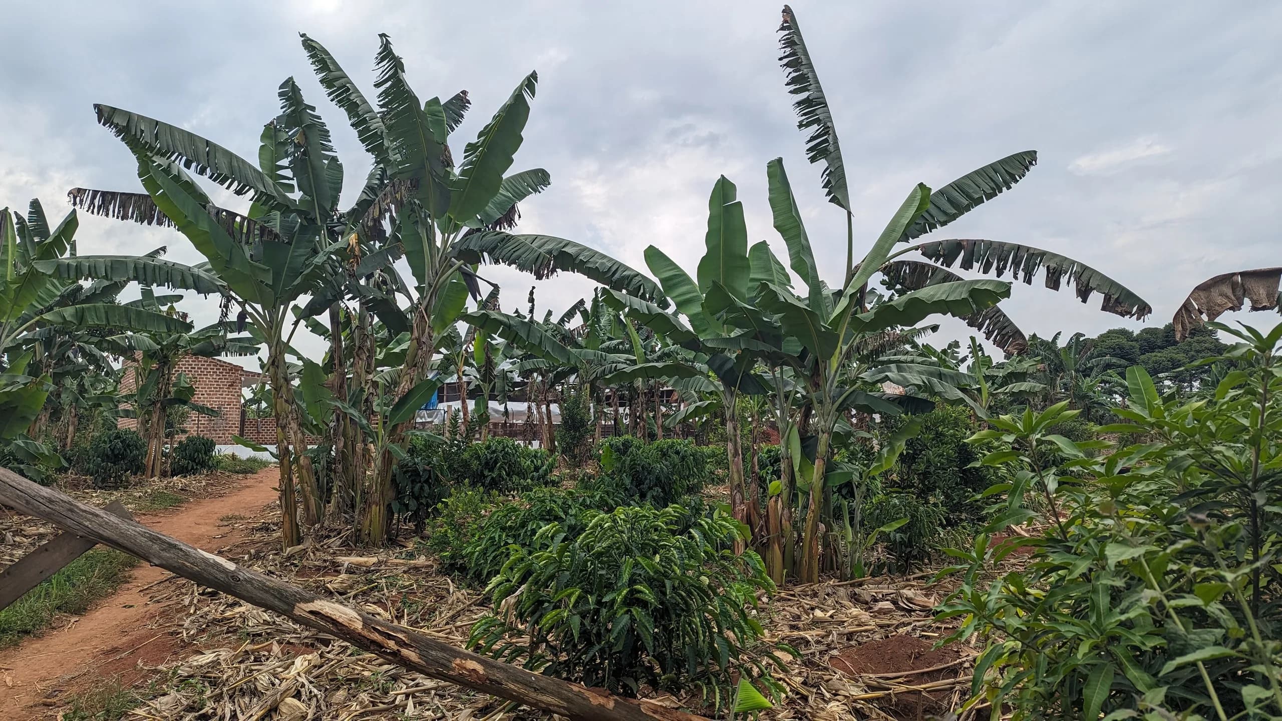 Arabica coffee growing on the Elgon slopes