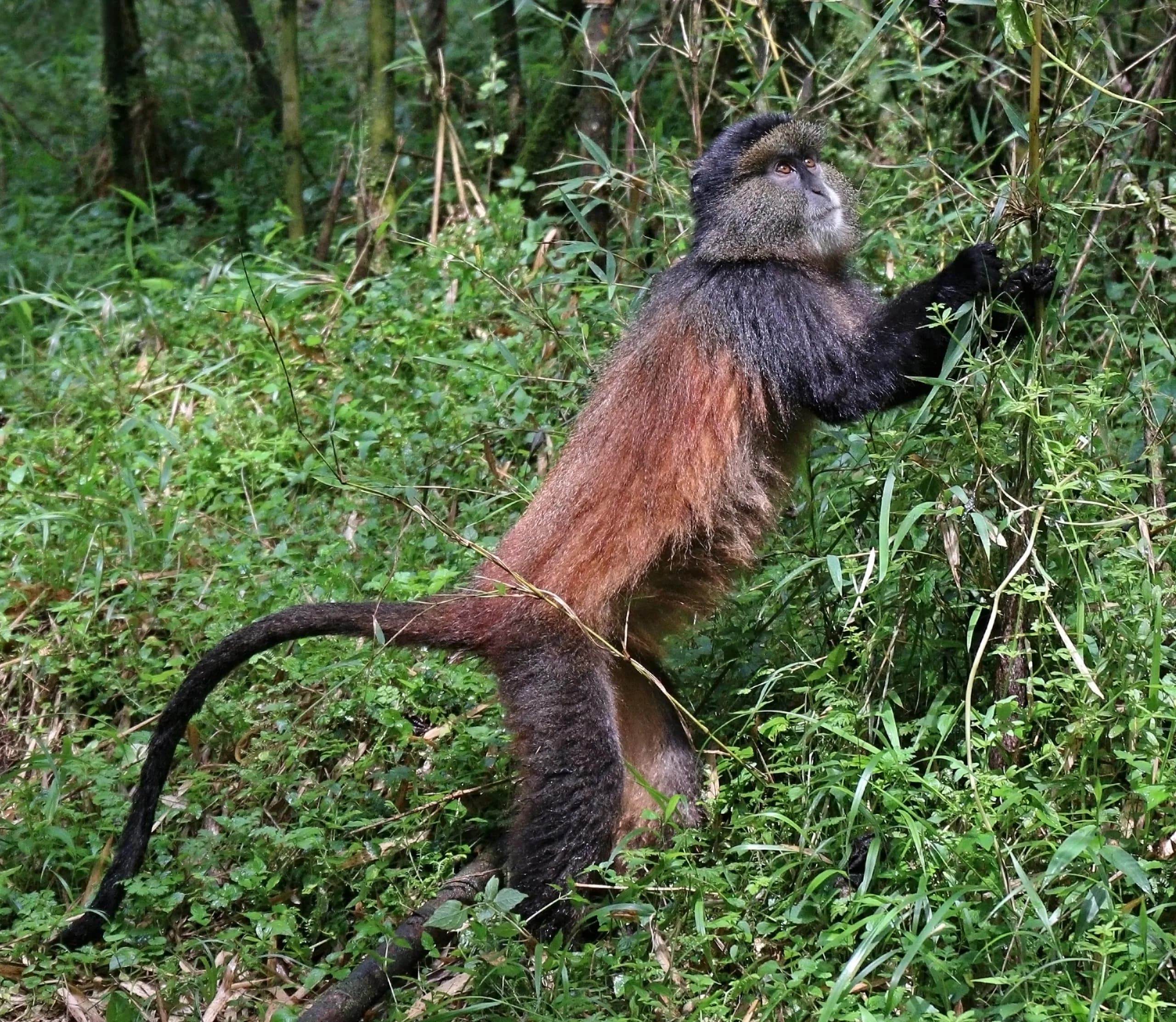 A golden monkey in the bamboo zone