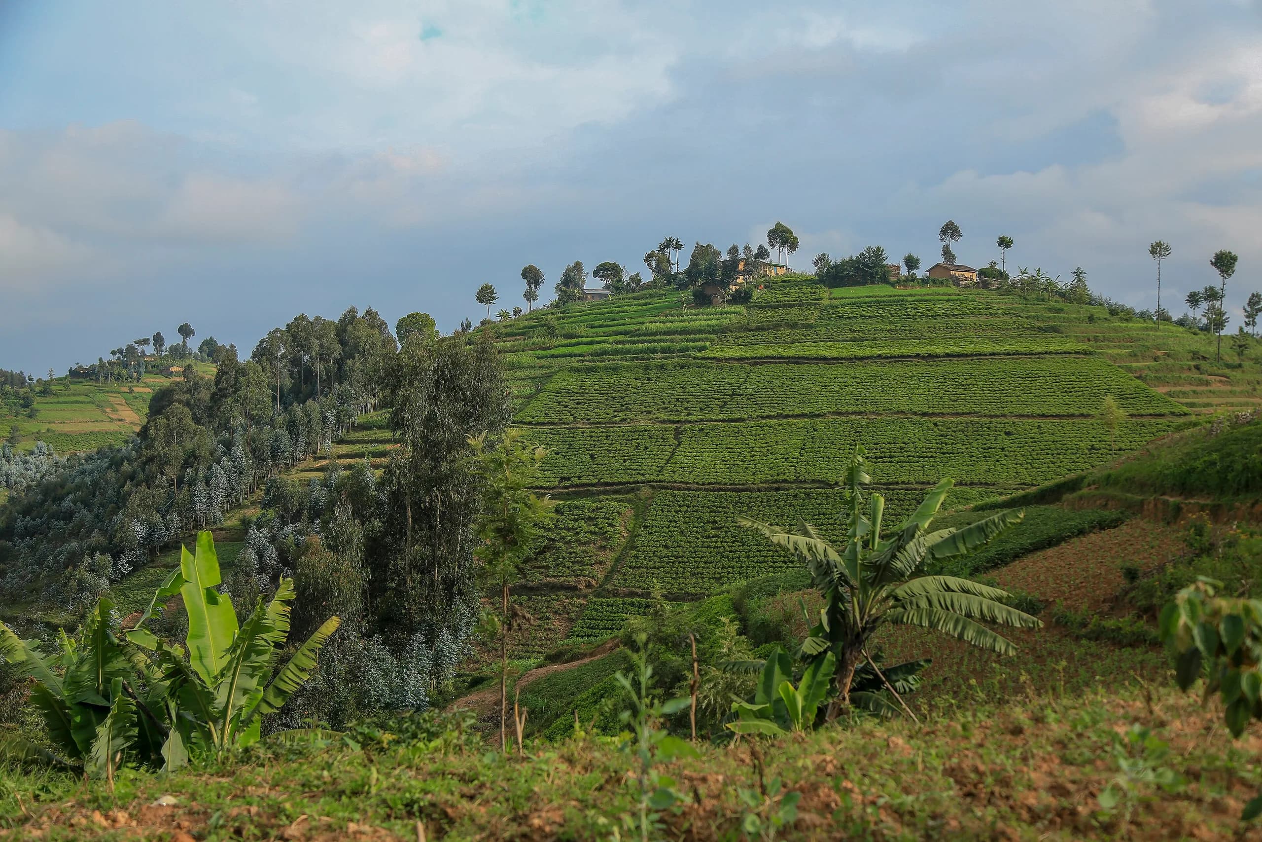 Terraced farmland below the Virunga range