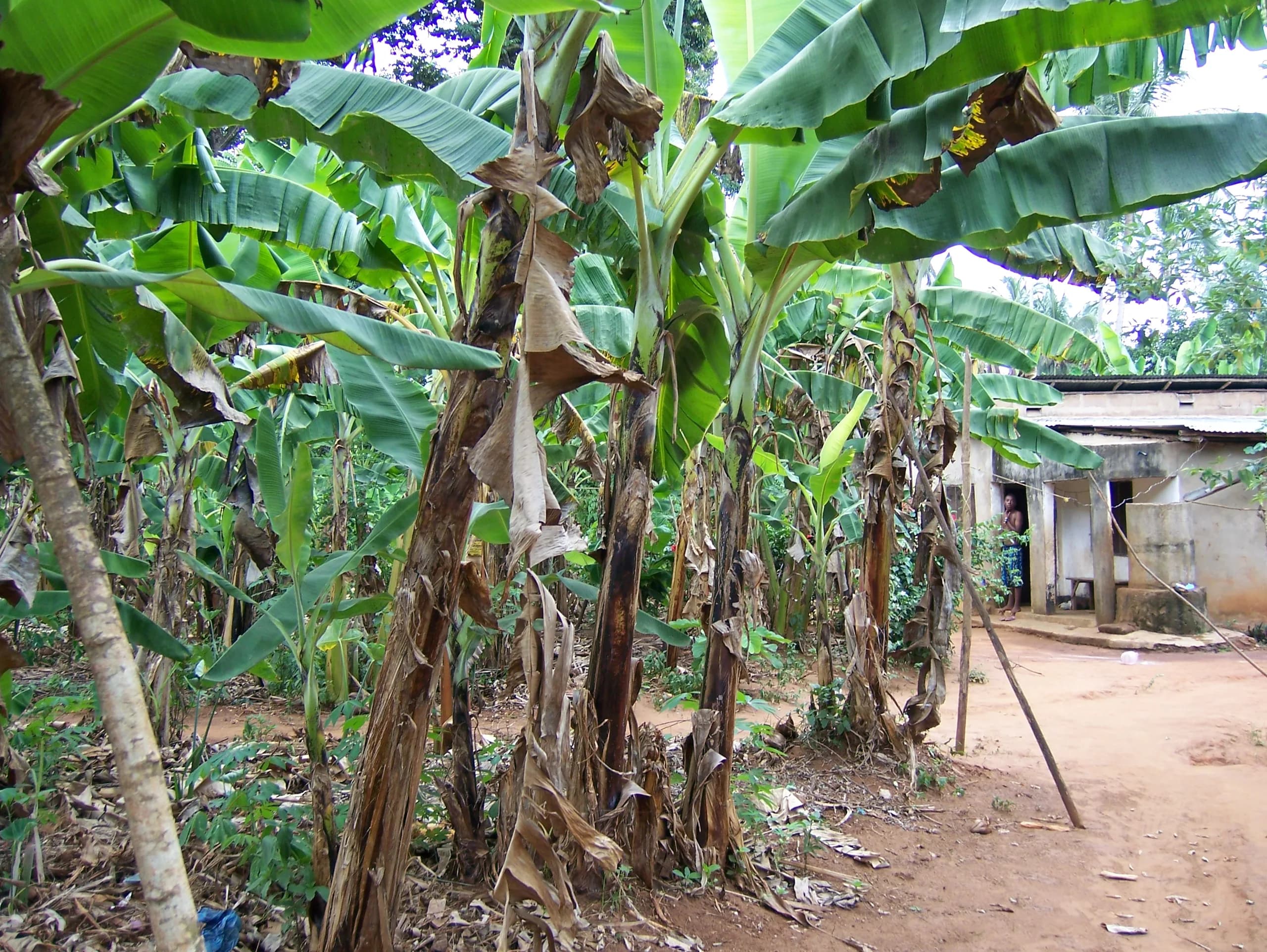 Spices growing on a Zanzibar farm