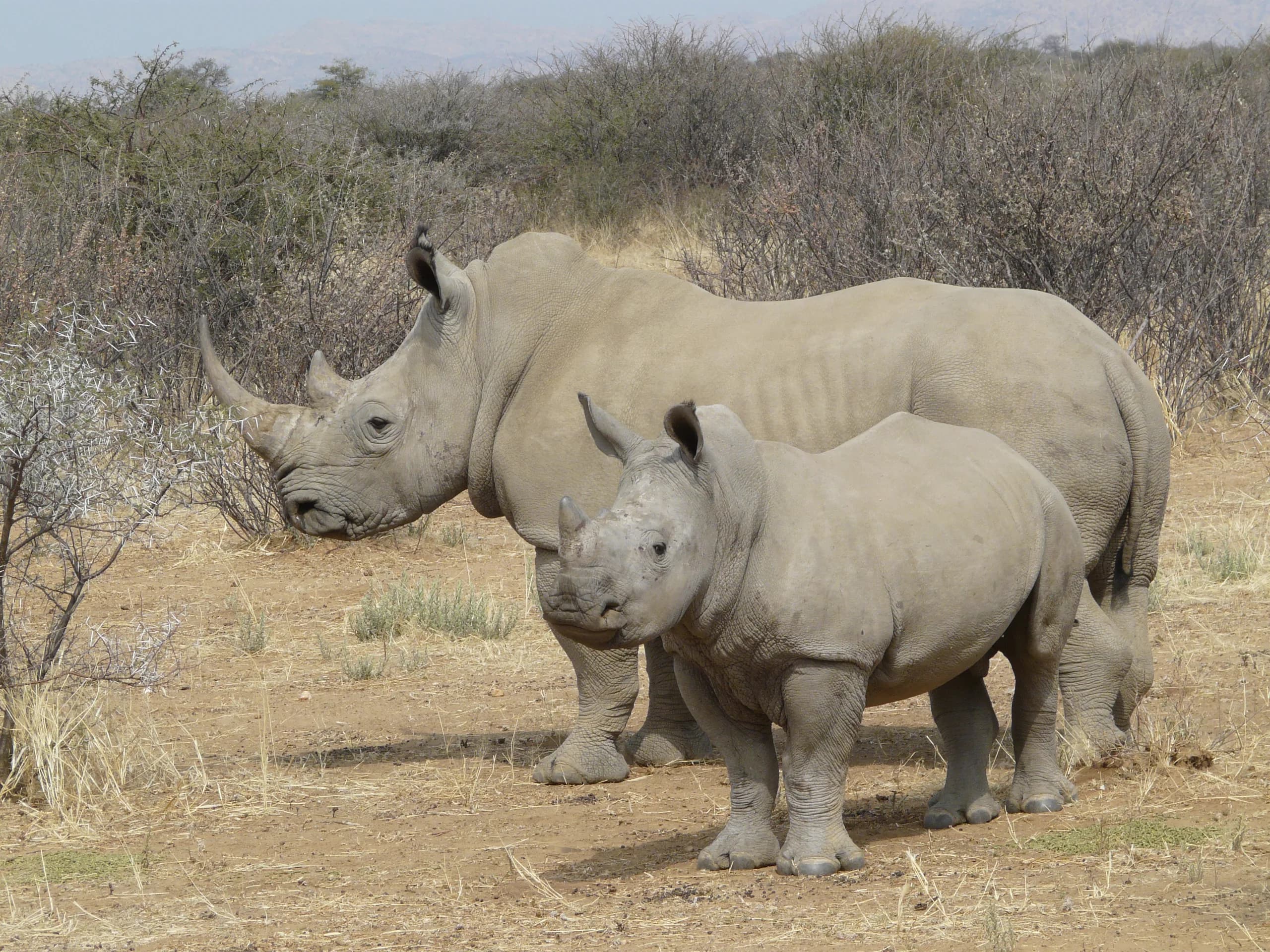 A rhino calf with its mother