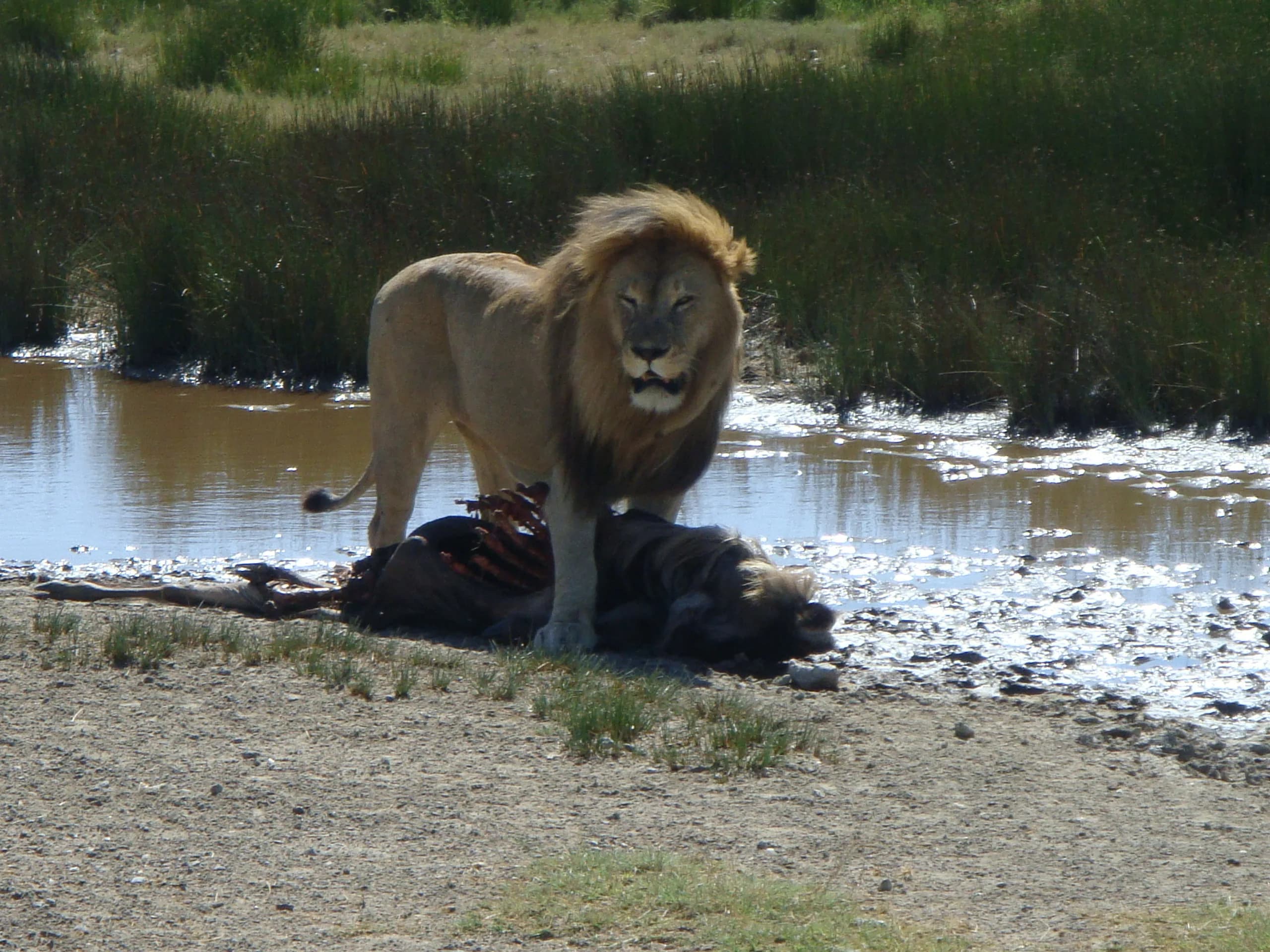A male lion on the East African savannah