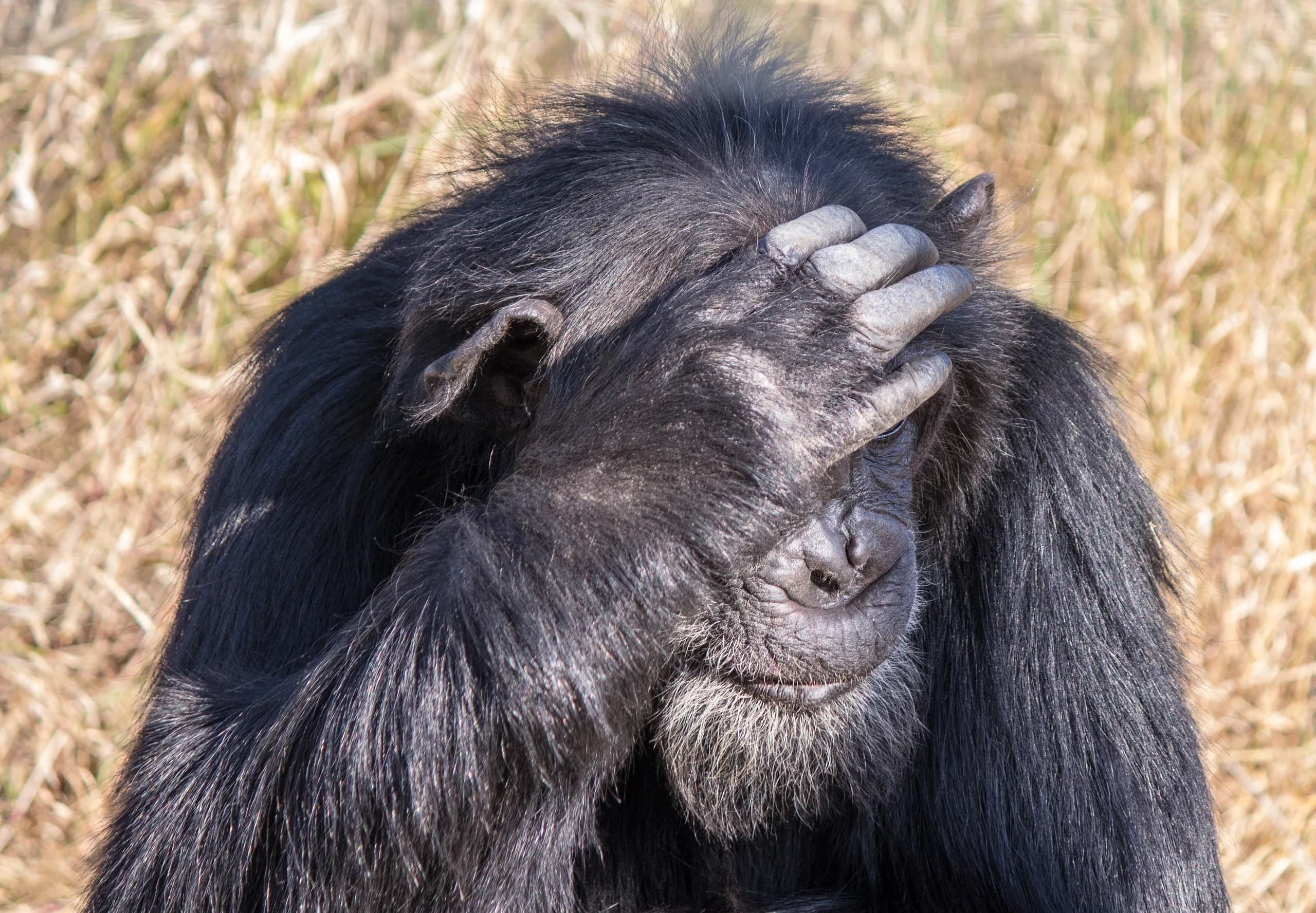 A chimpanzee in the forest canopy