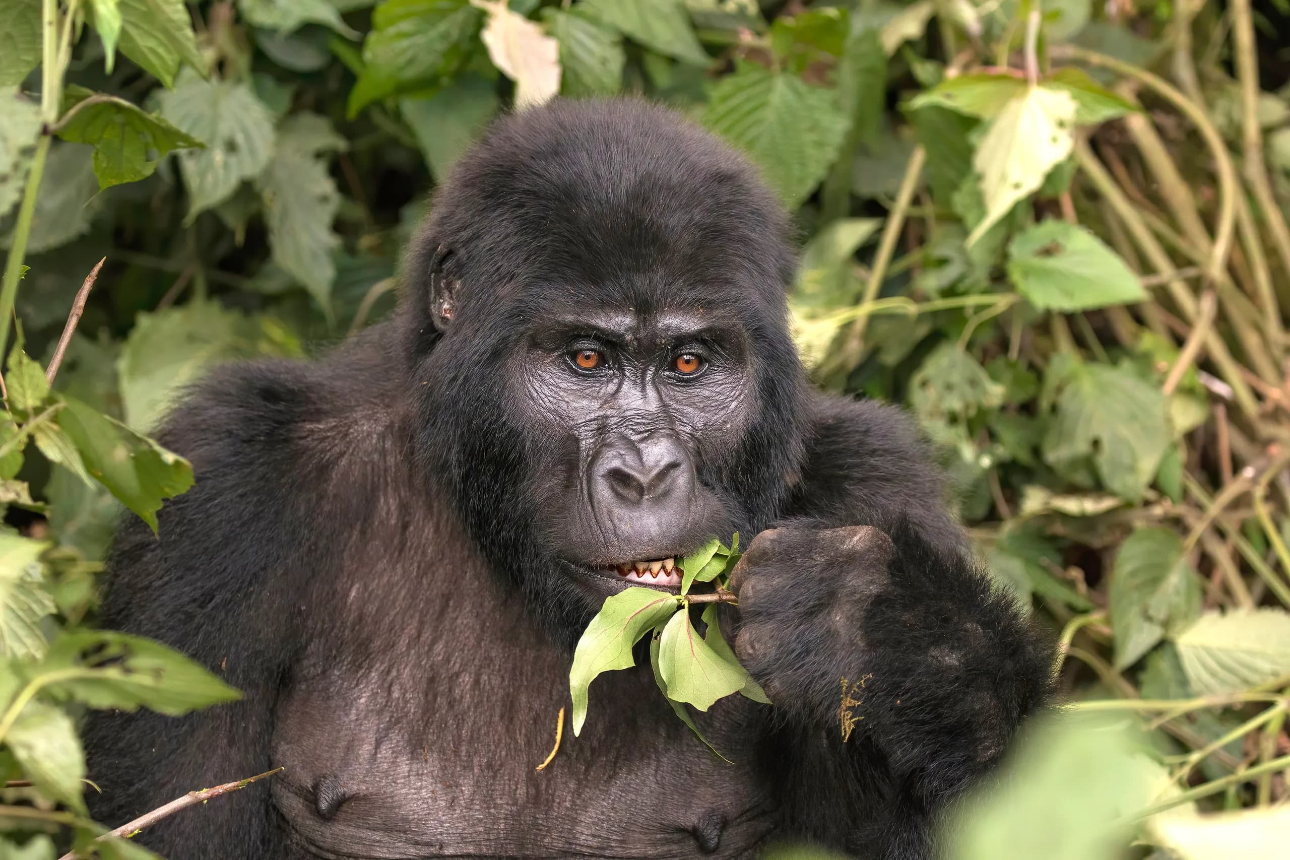 A silverback mountain gorilla in the forest