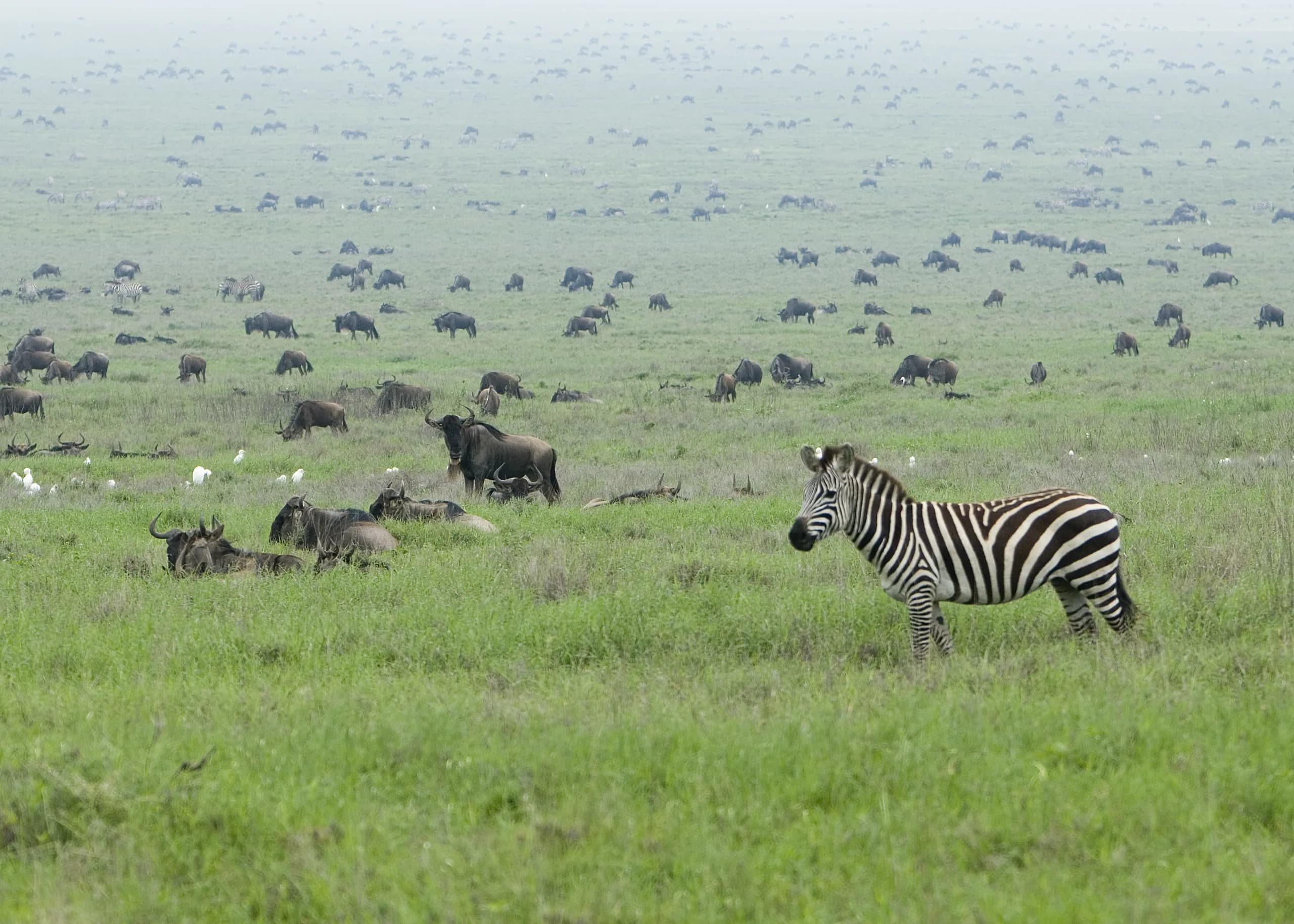 The wildebeest migration on the move