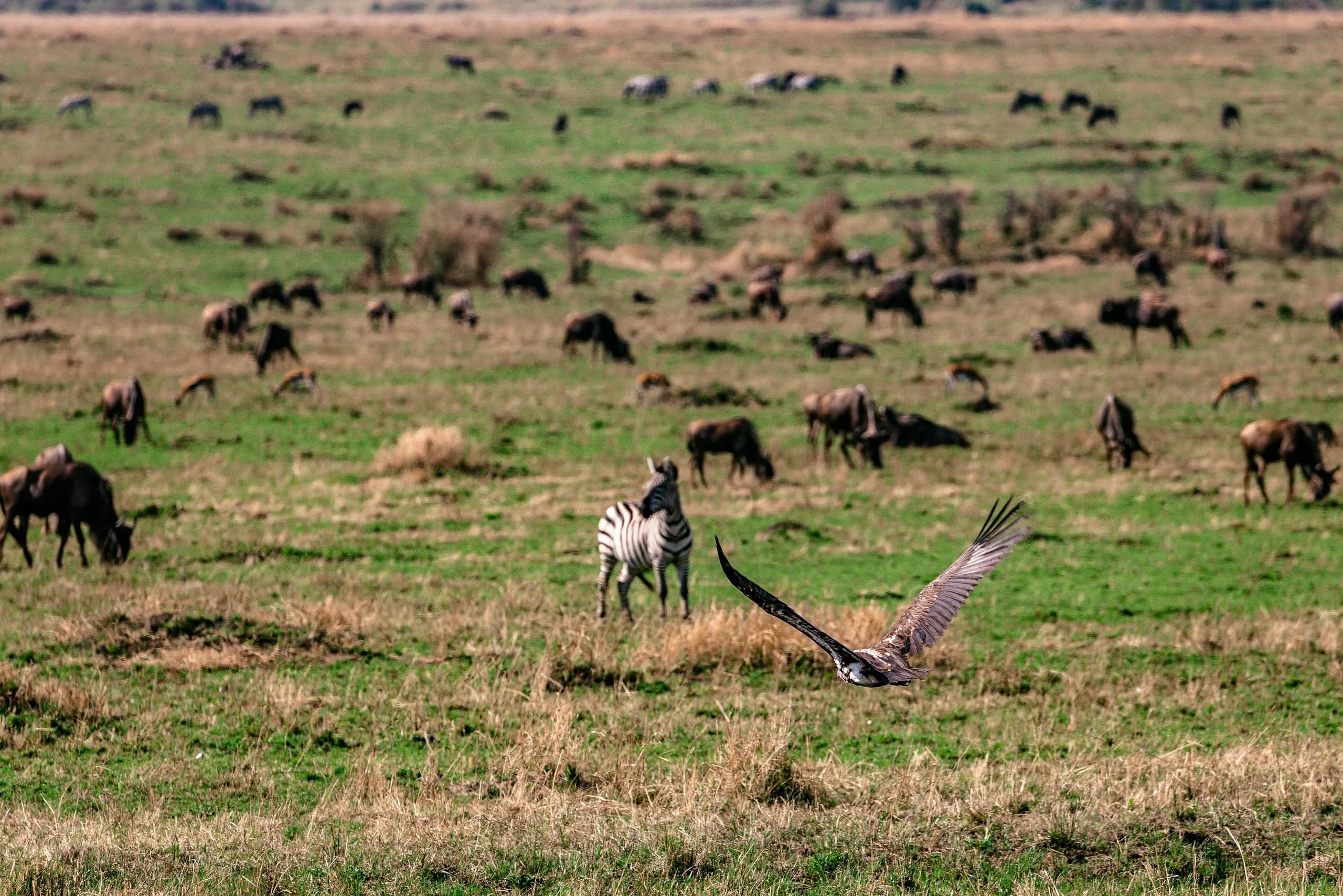 Sunrise over the East African savannah