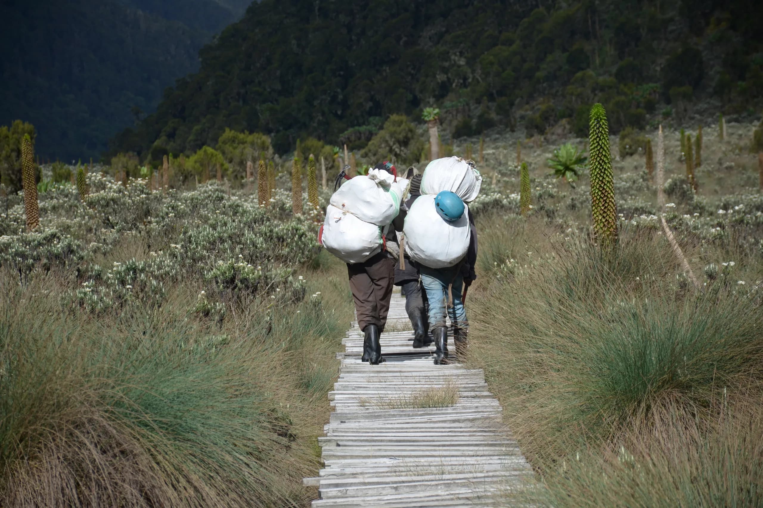 Porters on the trail in the Rwenzori foothills