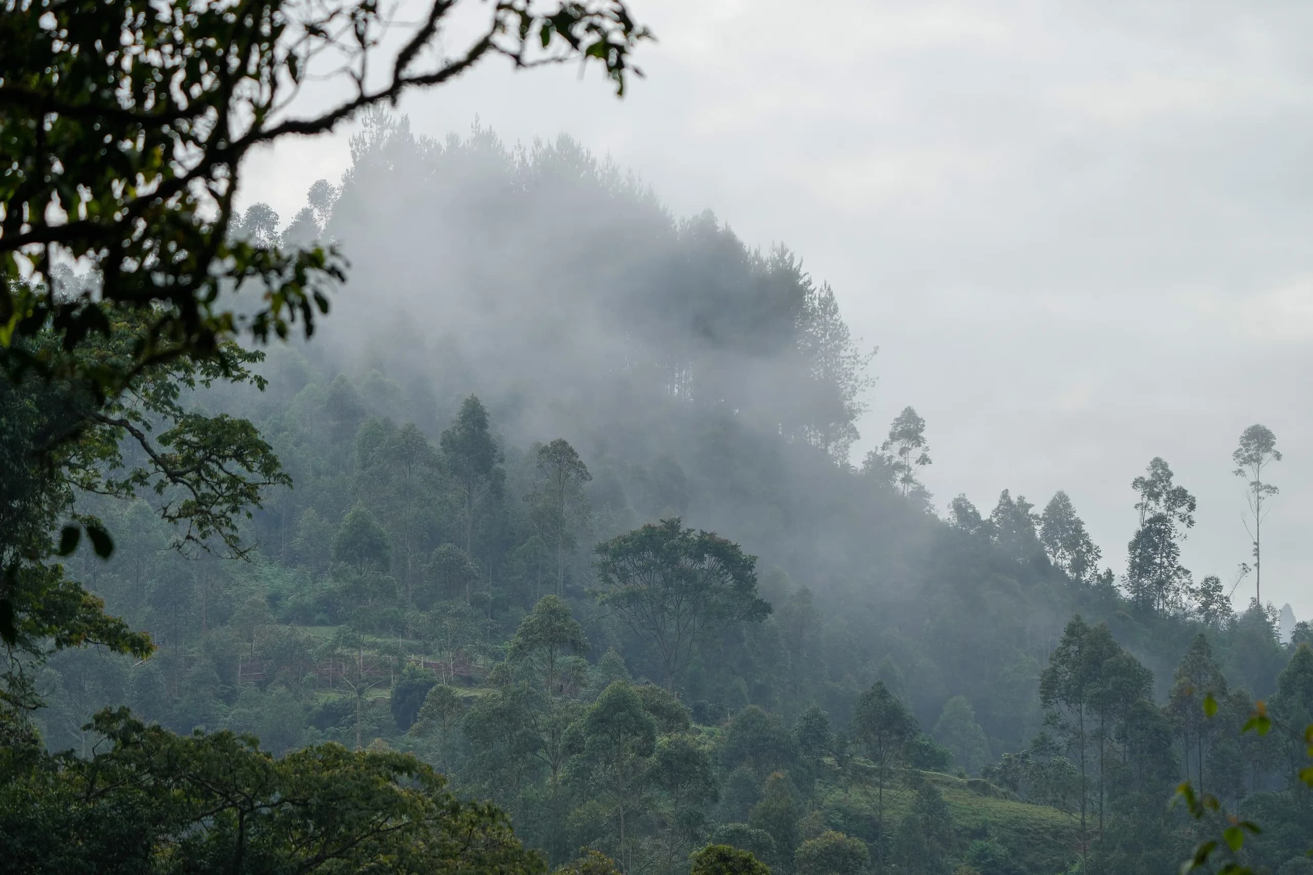Mist drifting off a densely forested ridge at Bwindi Impenetrable Forest National Park in south-western Uganda, with layered tree canopy fading into cloud.