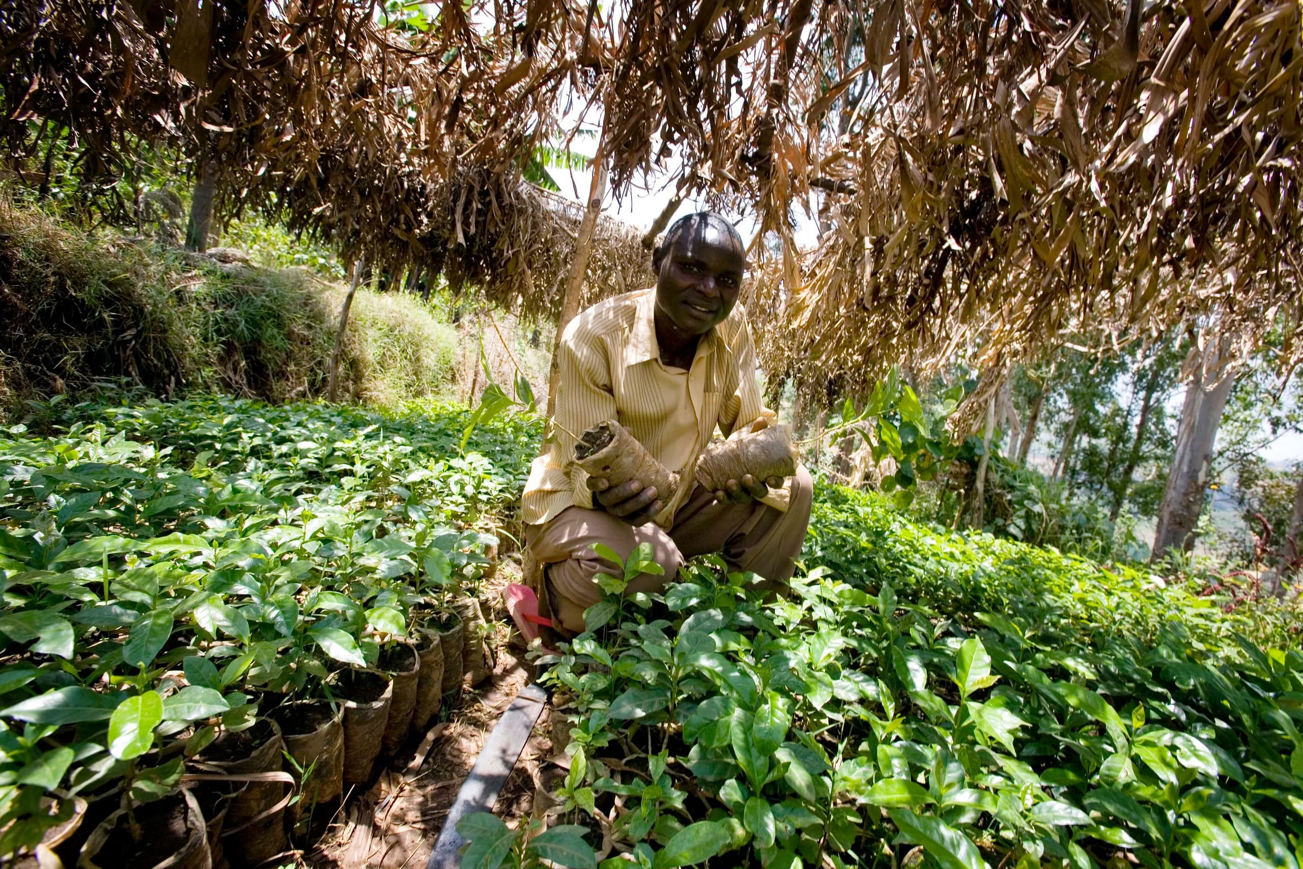 A farmer crouches under a thatched shade frame among dense beds of potted tree seedlings at a community nursery in Arokwo Village, Kapchorwa, on the slopes of Mount Elgon, Uganda.
