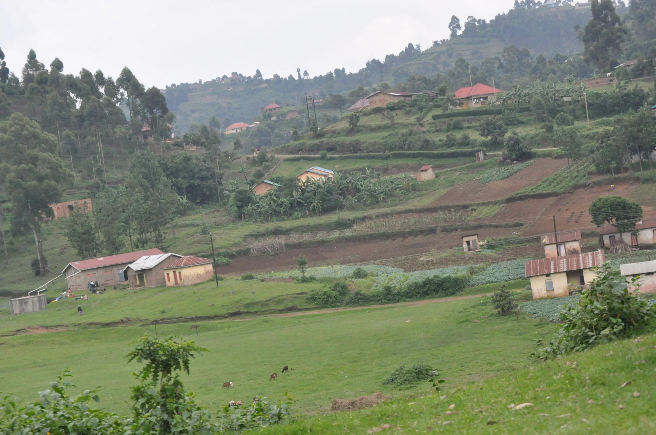 A terraced hillside in Rubanda District, south-western Uganda, with cultivated plots, banana stands, scattered woodlots and eucalyptus stands rising behind farm homesteads.