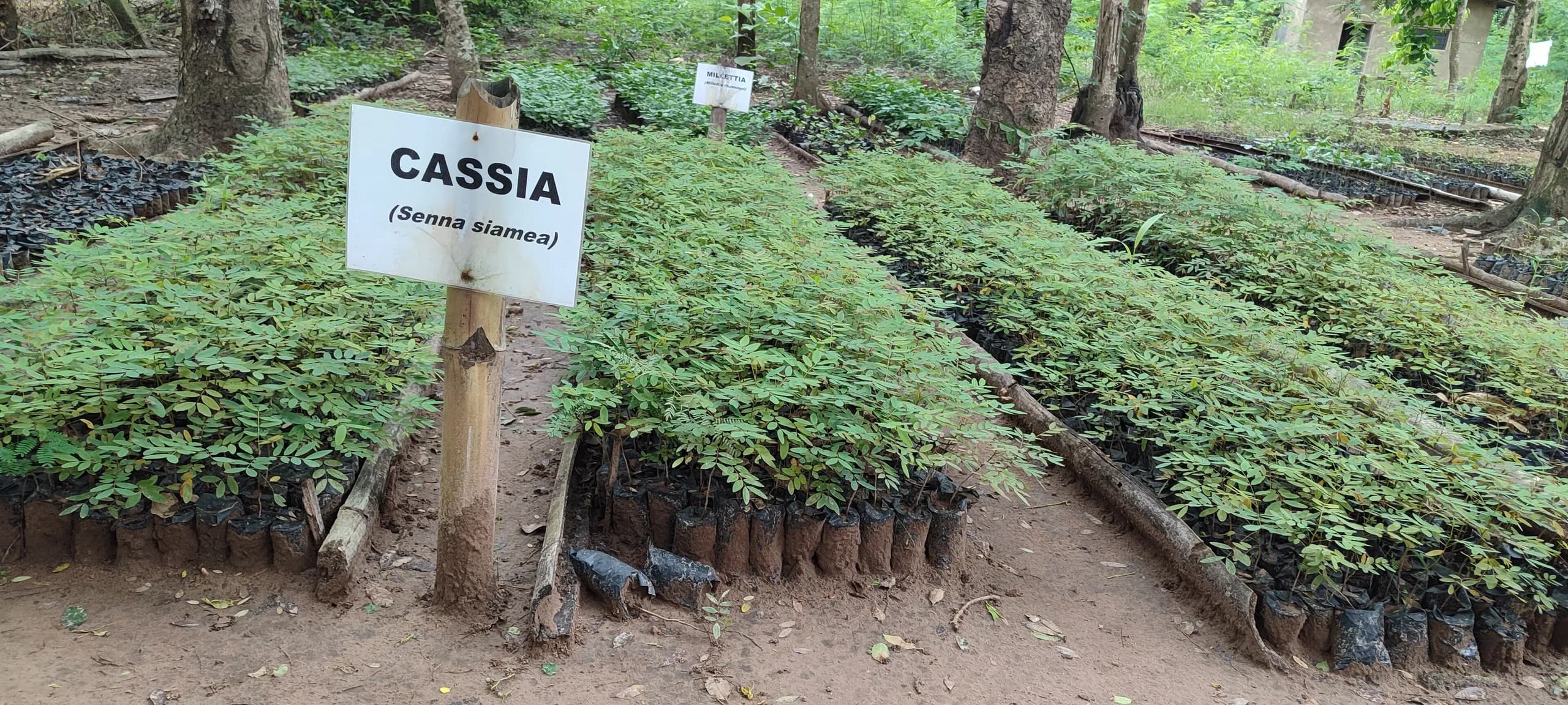 Long raised beds of Senna siamea tree seedlings growing in black polythene bags at a forestry commission nursery, with a painted species label board reading CASSIA standing among them.