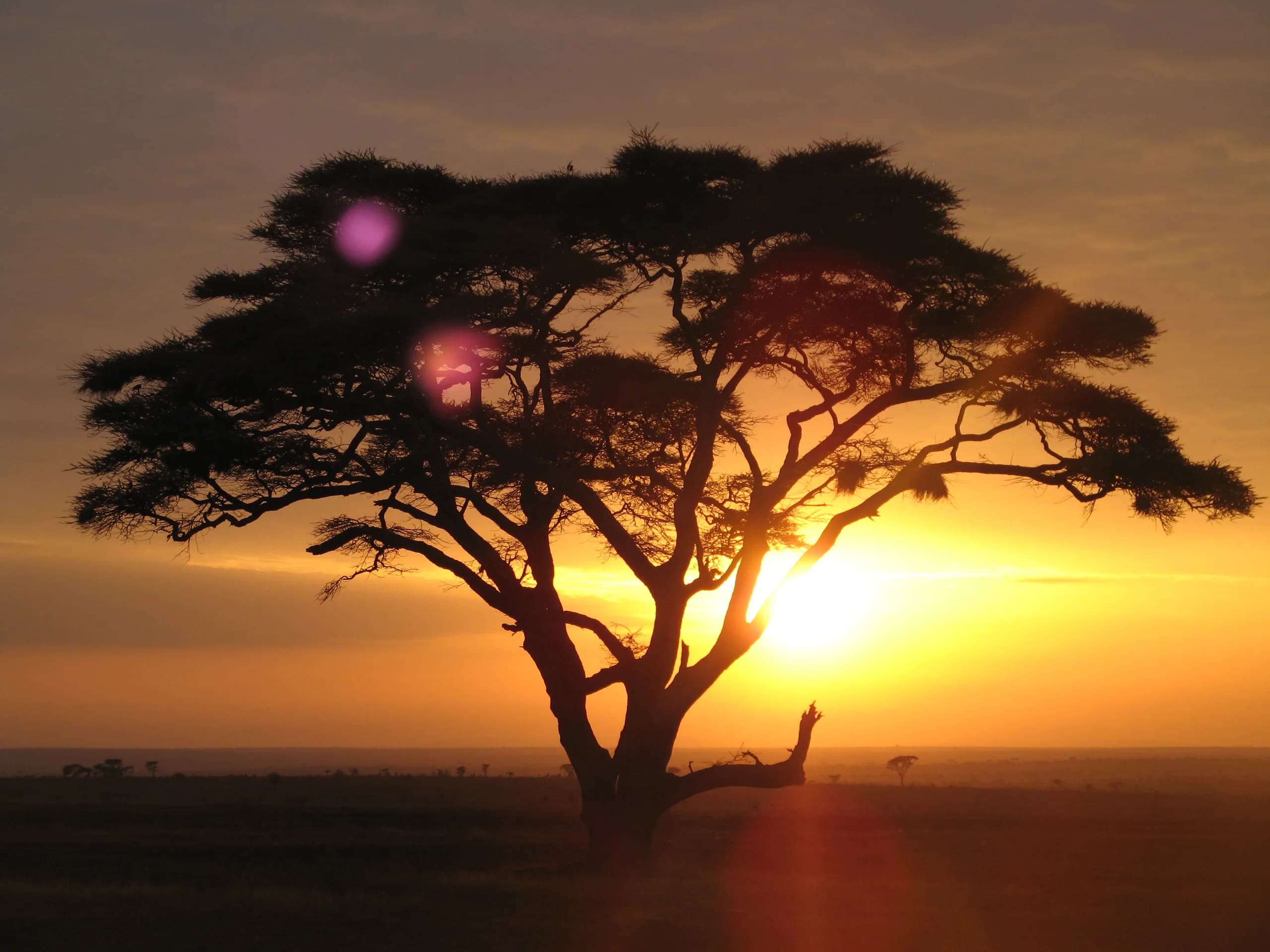 An acacia against a low sun on the Serengeti plains