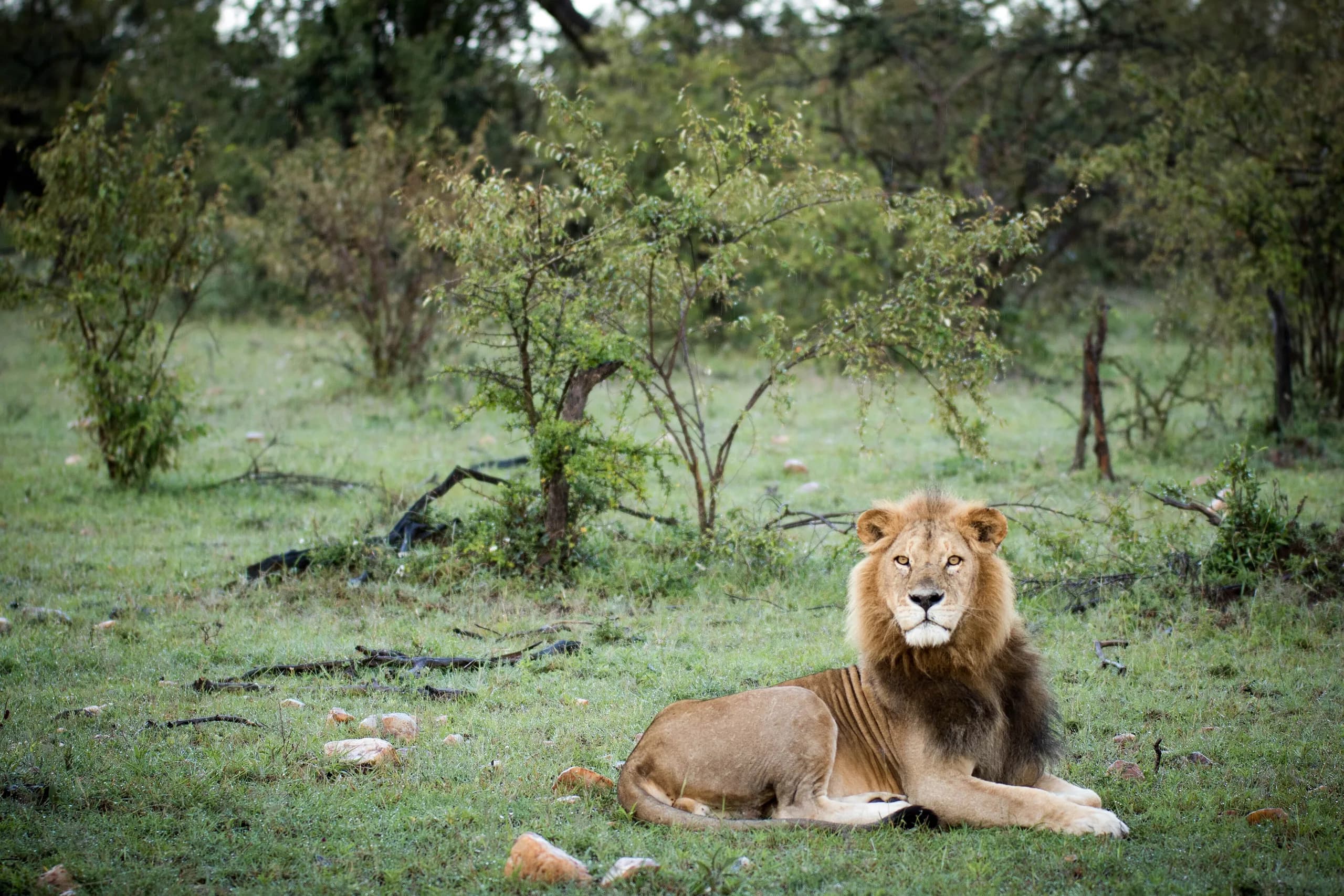 A male lion looking out across the grassland of the Ol Kinyei conservancy