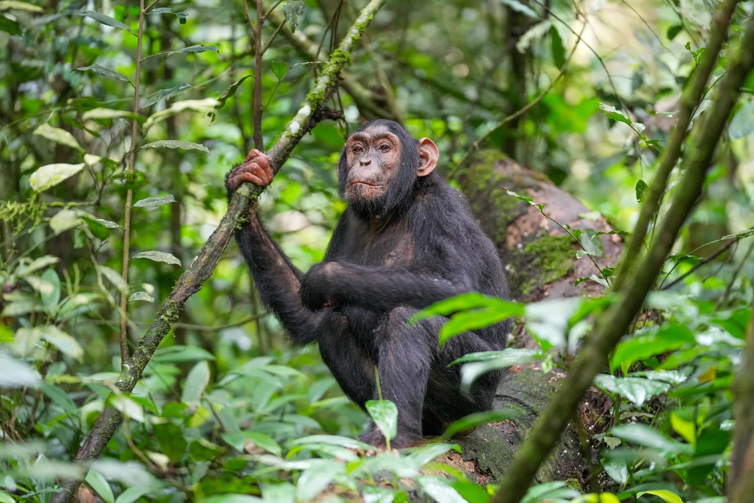 A chimpanzee on the forest floor at Kibale