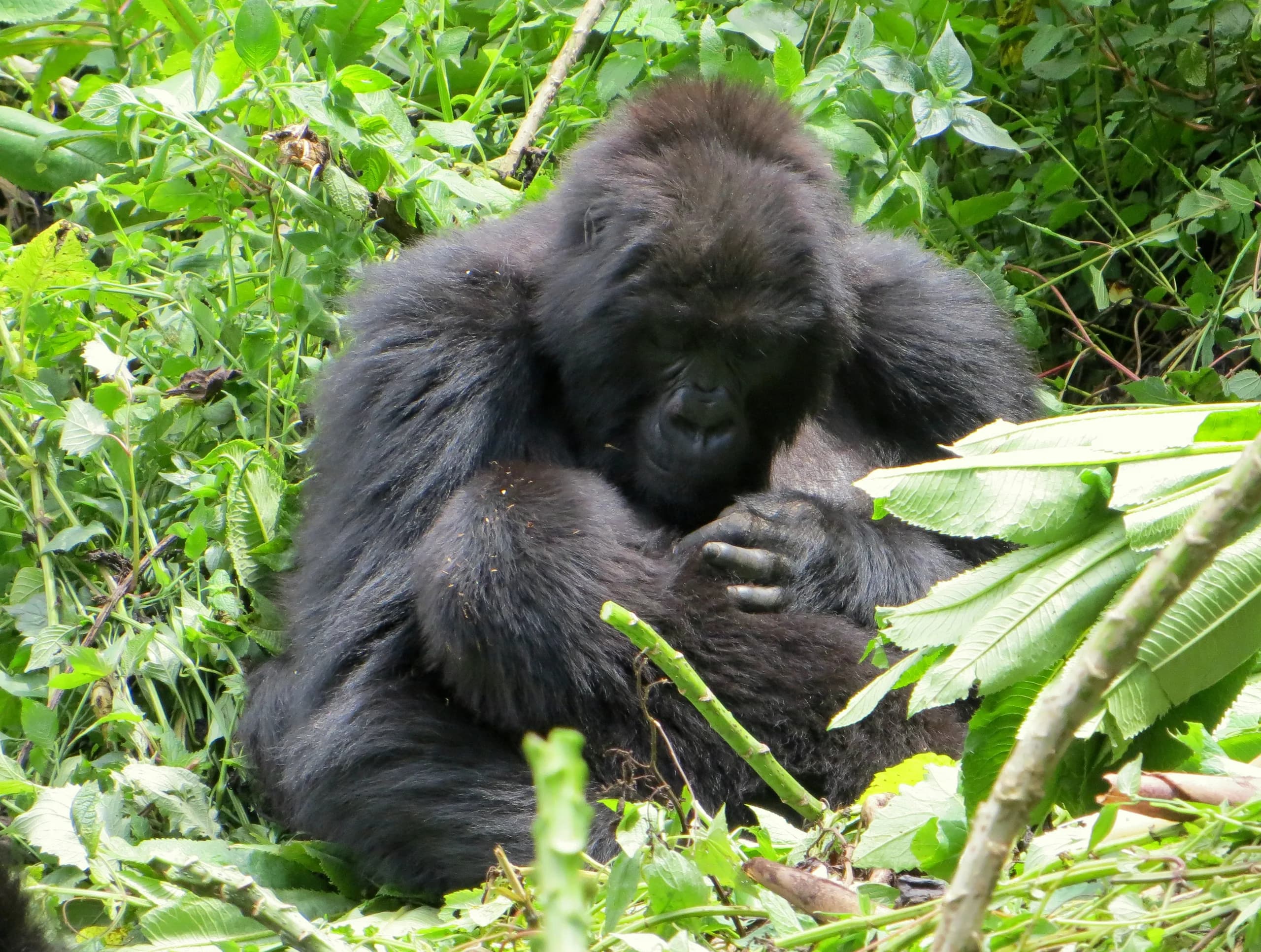 A mother mountain gorilla with her infant