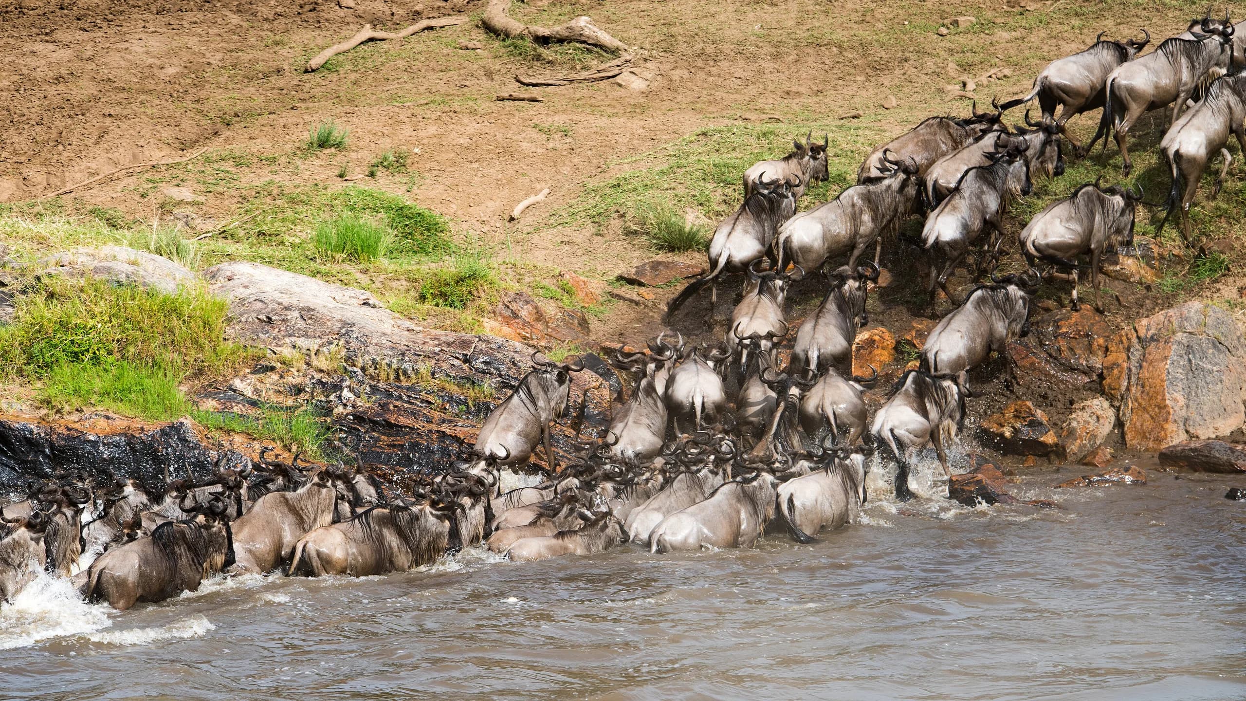 Wildebeest crossing the Mara river in the northern Serengeti