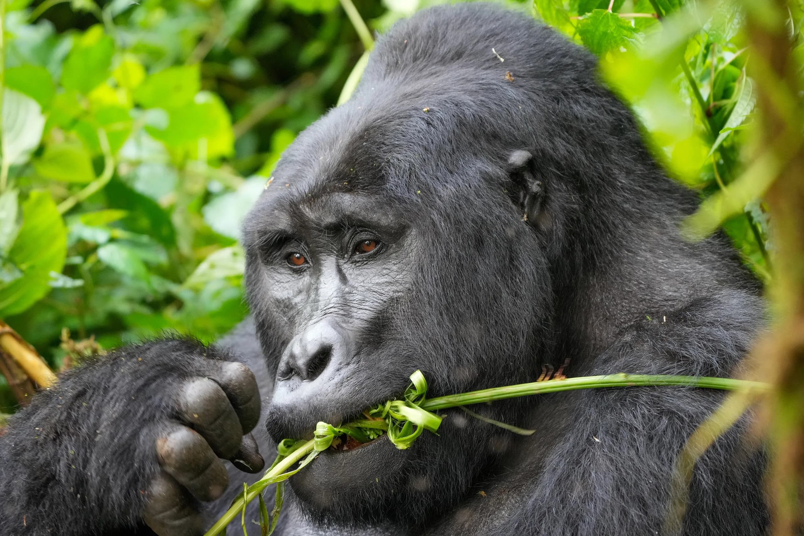 A silverback mountain gorilla feeding in dense undergrowth in Bwindi Impenetrable Forest