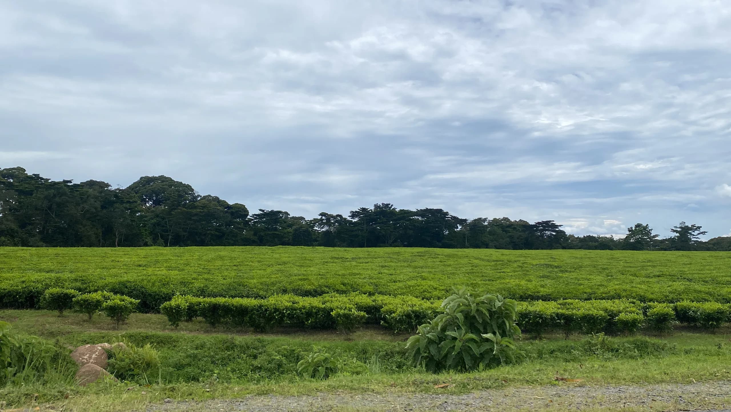 Tea estates running up to the forest edge in western Uganda
