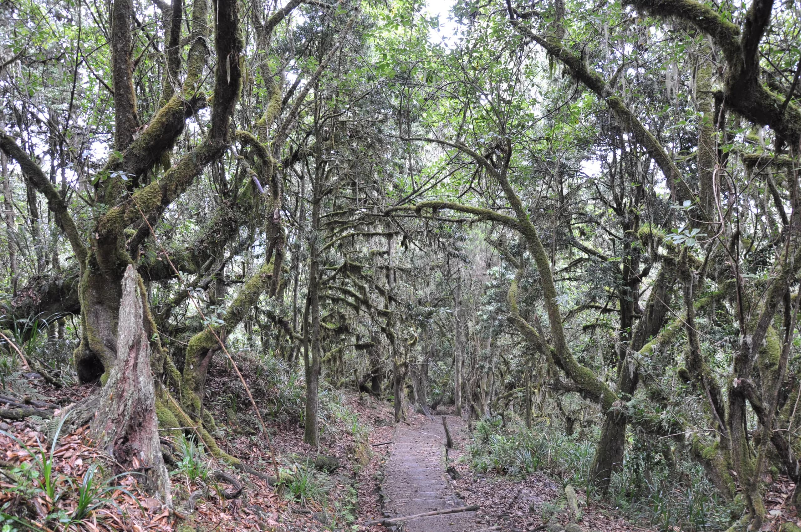 A muddy trail through dense montane rainforest
