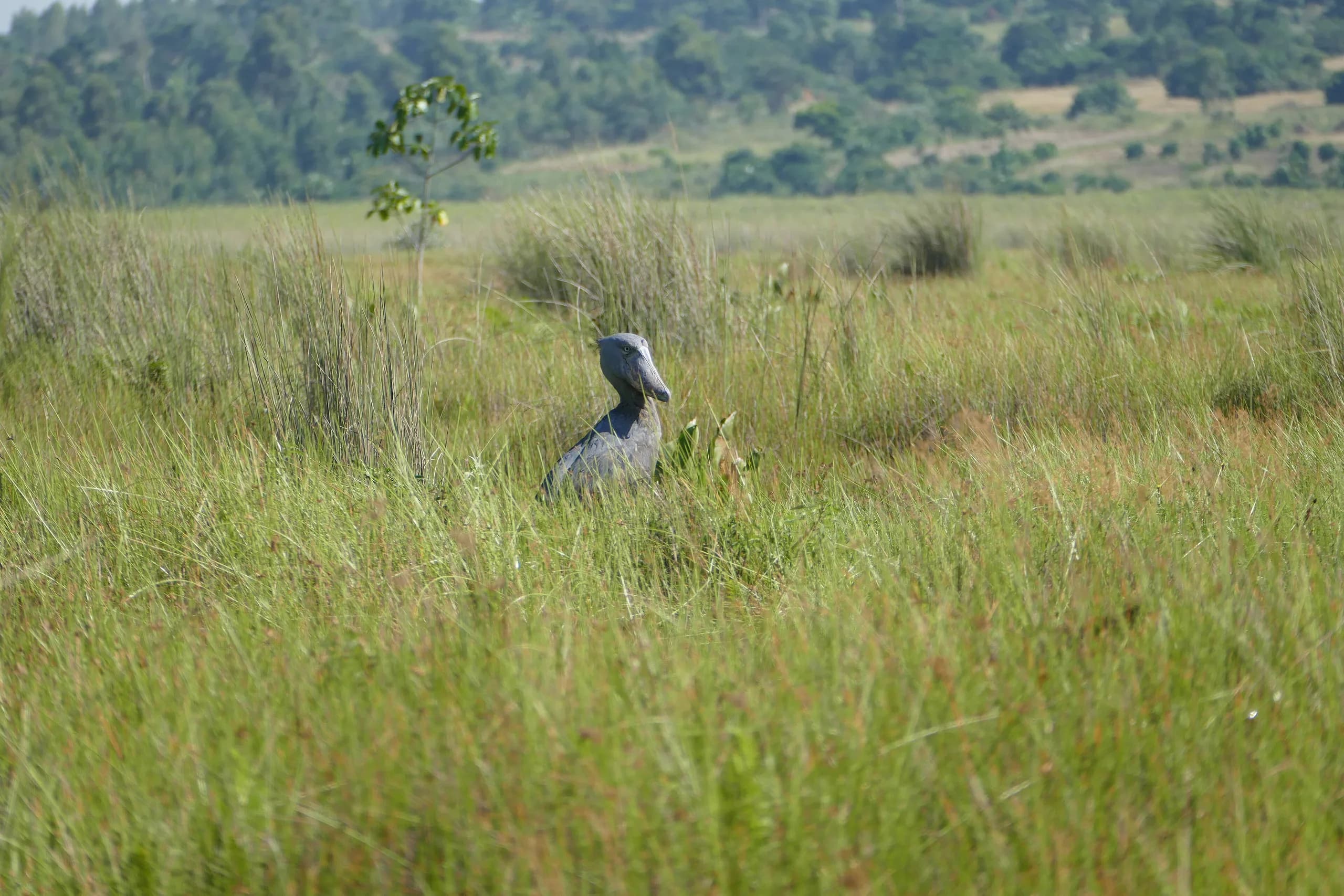 A shoebill in papyrus swamp