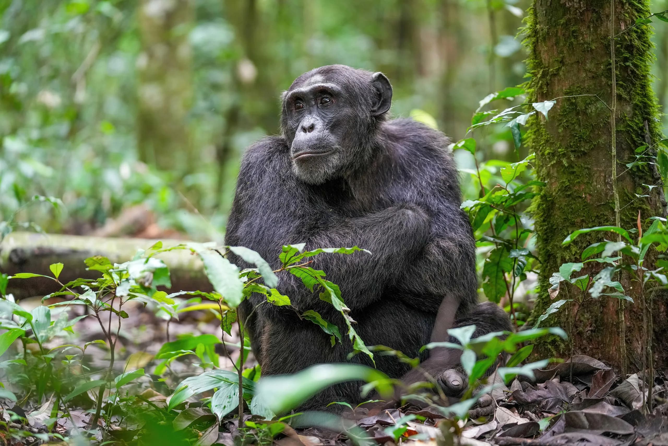 A chimpanzee in the canopy of Kibale Forest