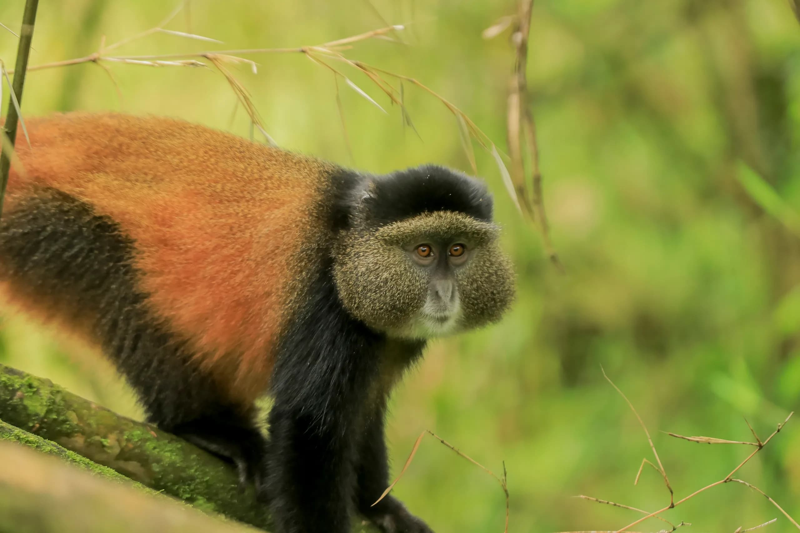 A golden monkey in the bamboo zone of the Virungas