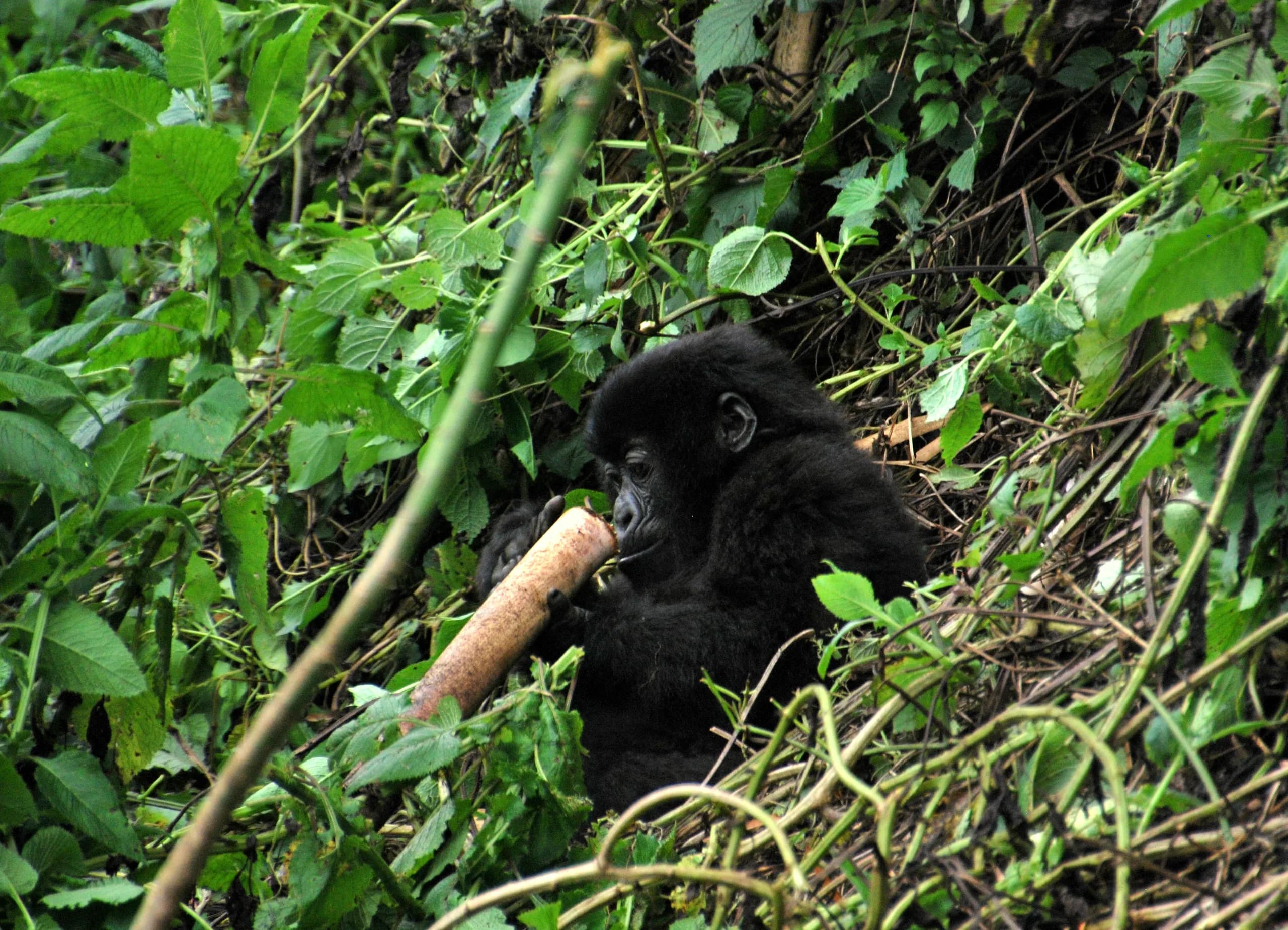 A young mountain gorilla with its family group