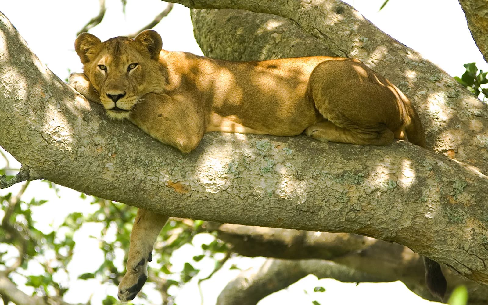 A lion resting in a fig tree