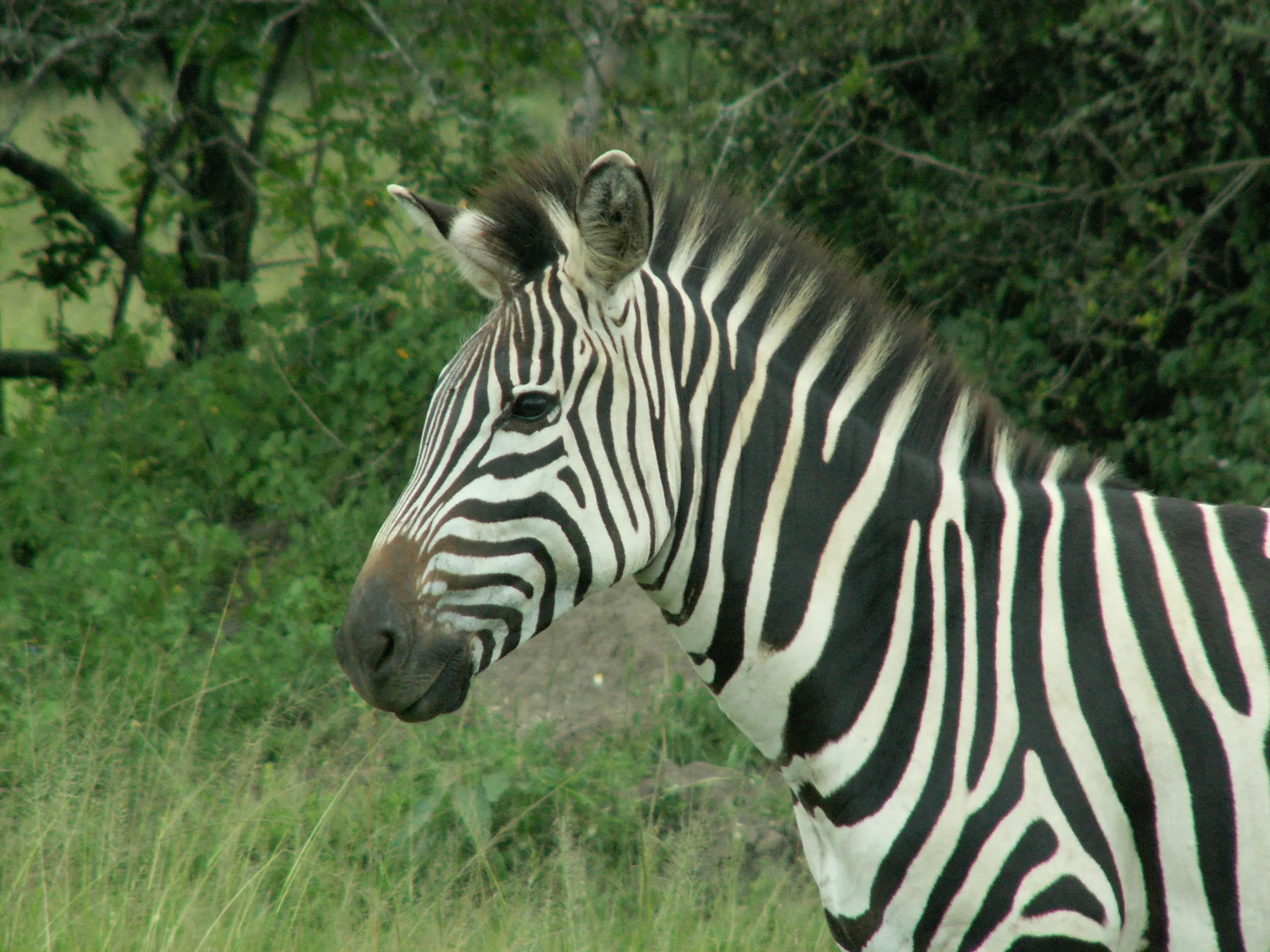Zebra in the acacia country of Lake Mburo