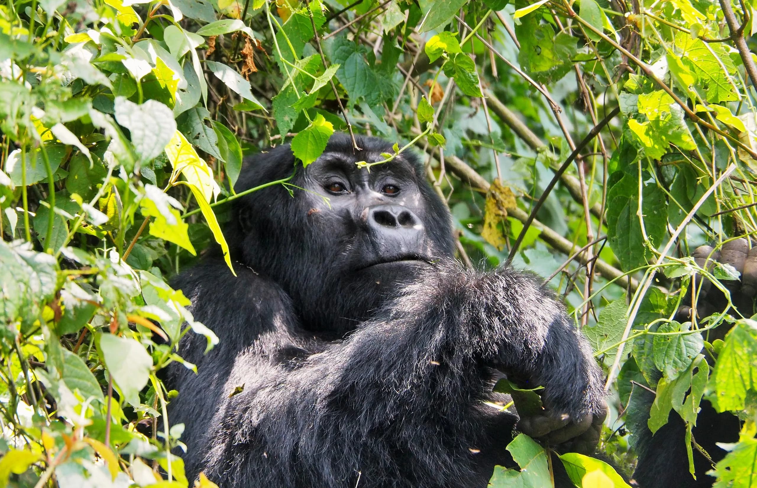A silverback mountain gorilla in the undergrowth of Bwindi Impenetrable Forest