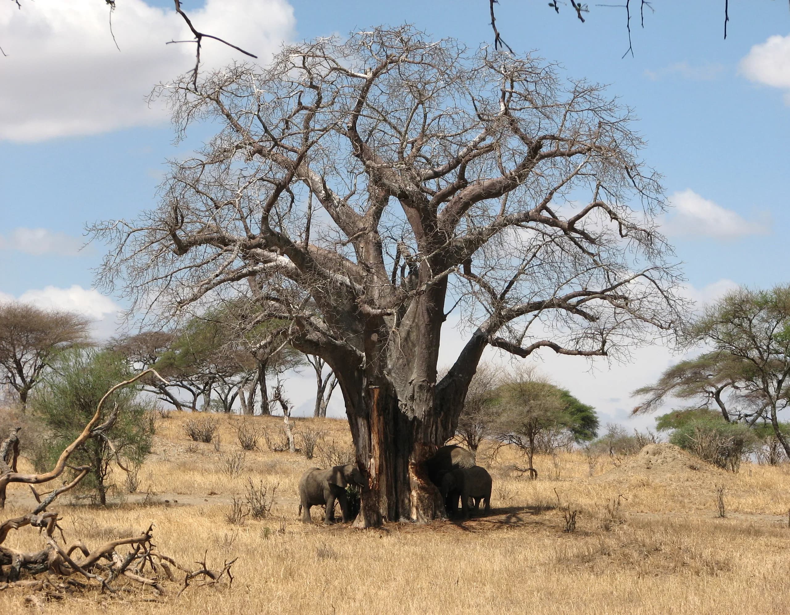Elephants stripping bark from a baobab in Tarangire National Park