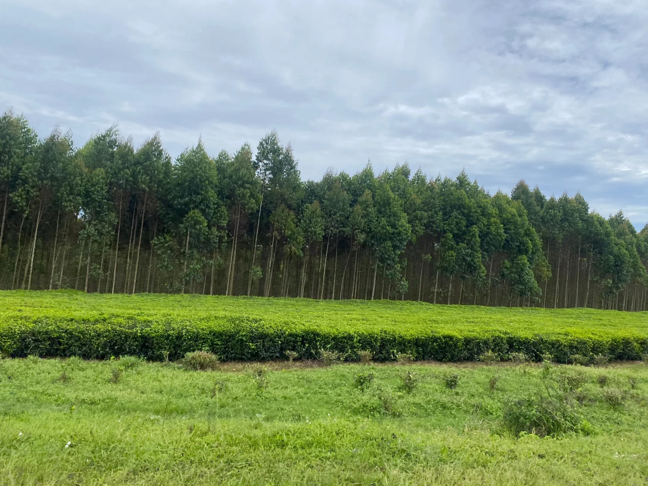 Tea estates between the craters