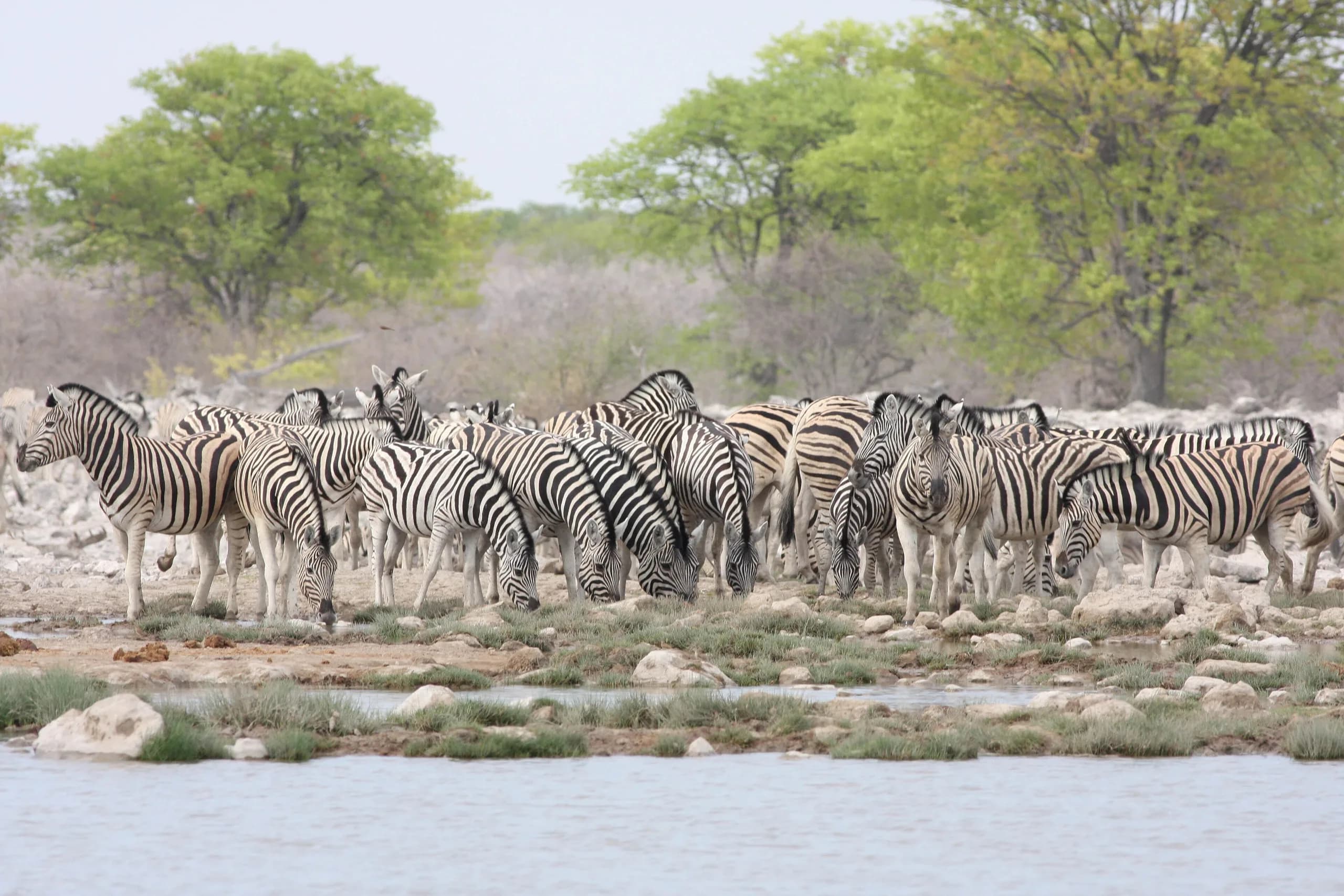 Zebra grazing in the park