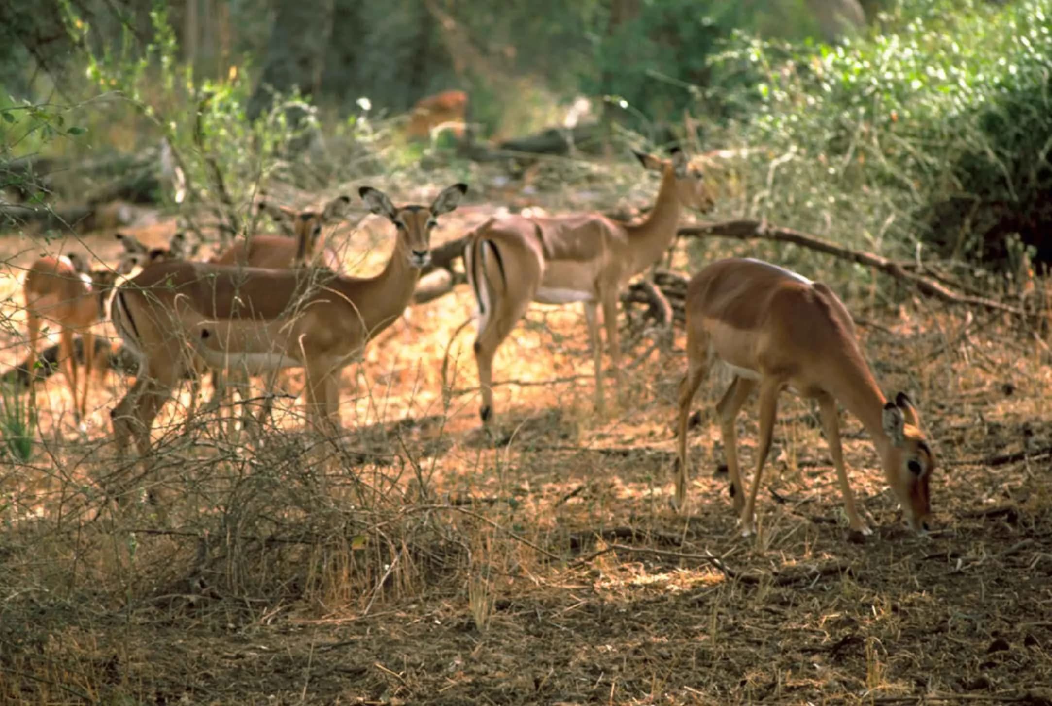Impala, which the park is named for locally