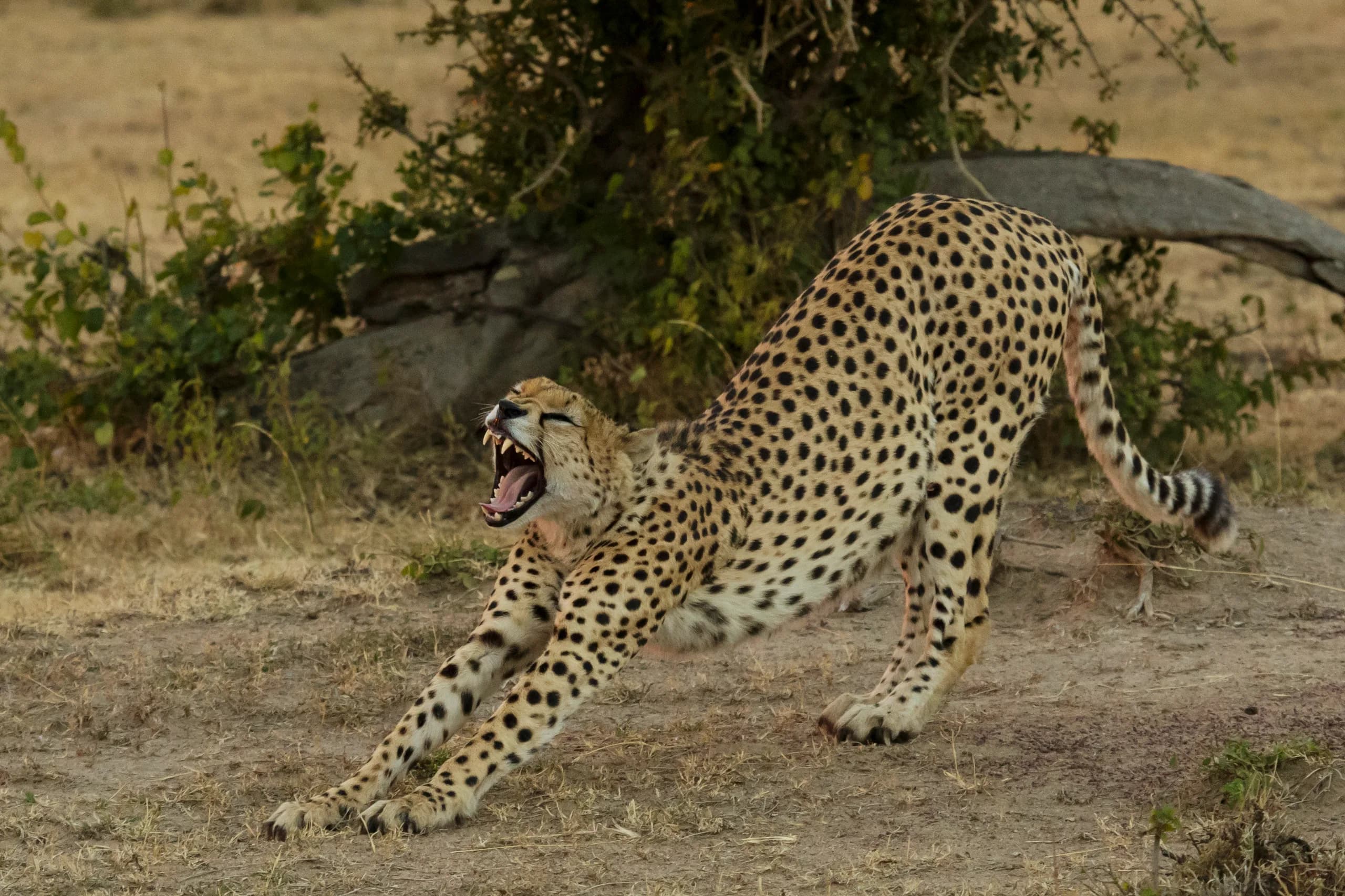 A cheetah scanning the grassland from a termite mound