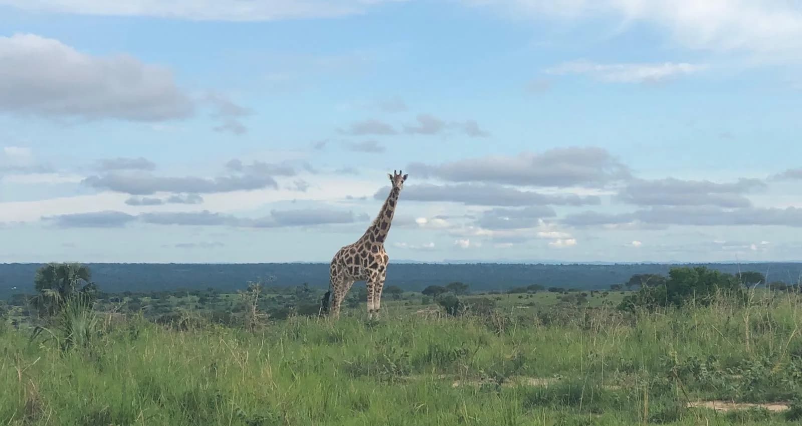 Rothschild giraffe in Murchison Falls National Park