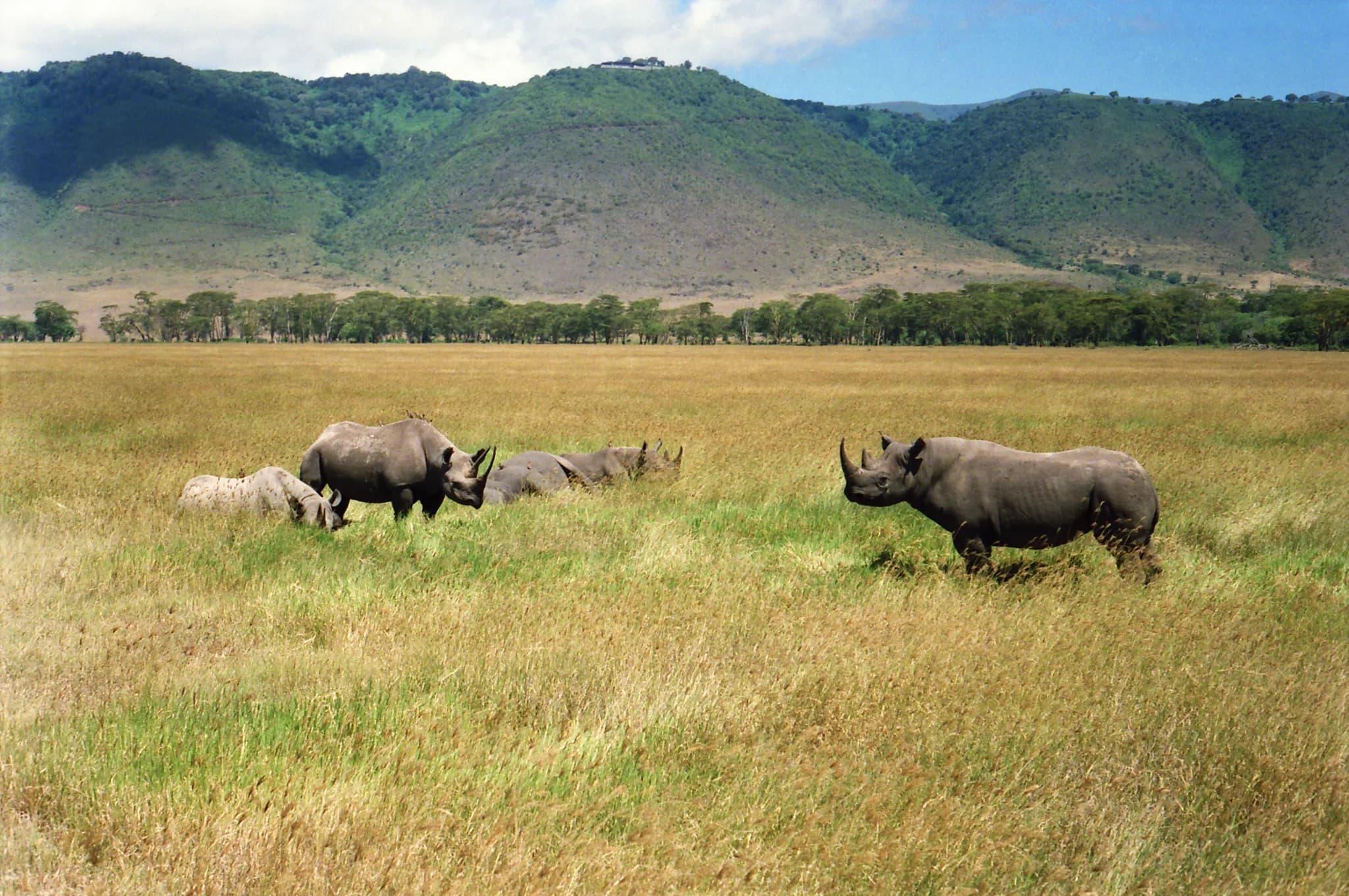 A black rhino on the crater floor
