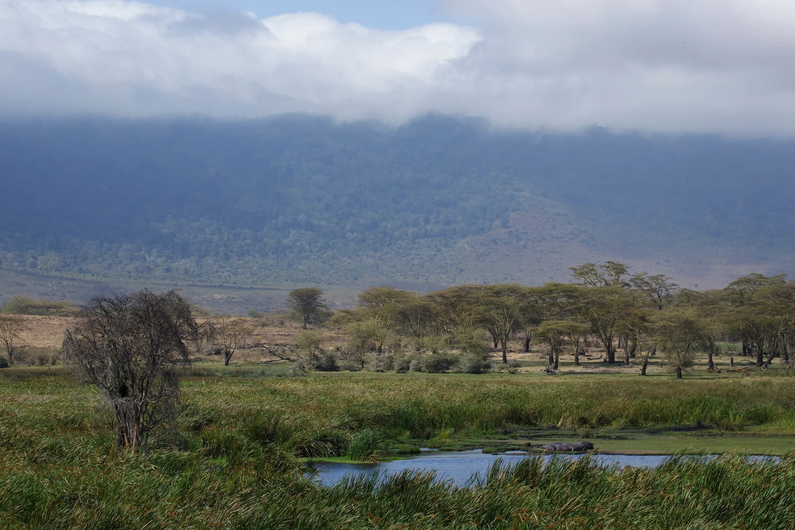 The crater rim forest and highlands