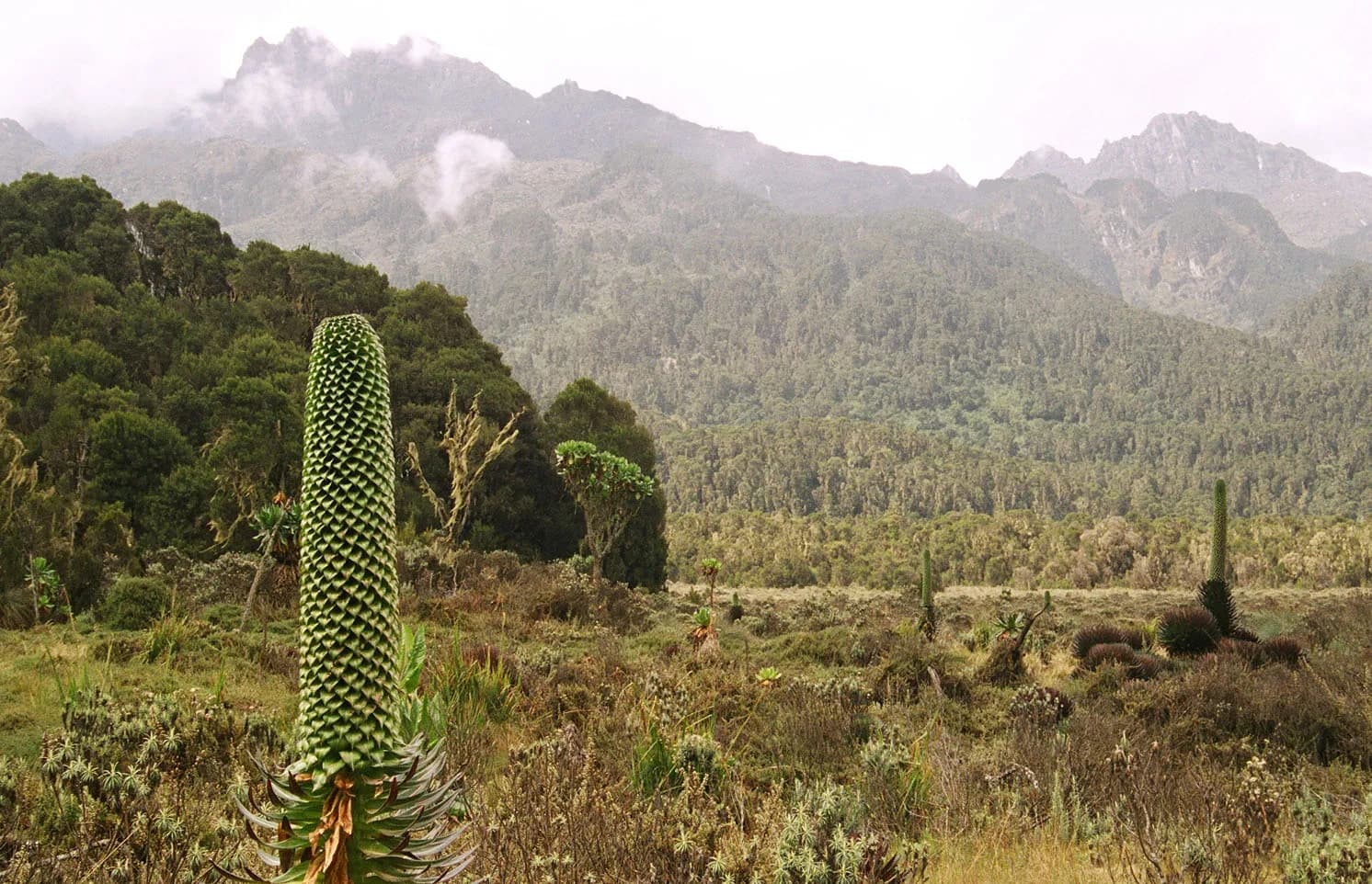 Giant lobelia in the Rwenzori alpine zone