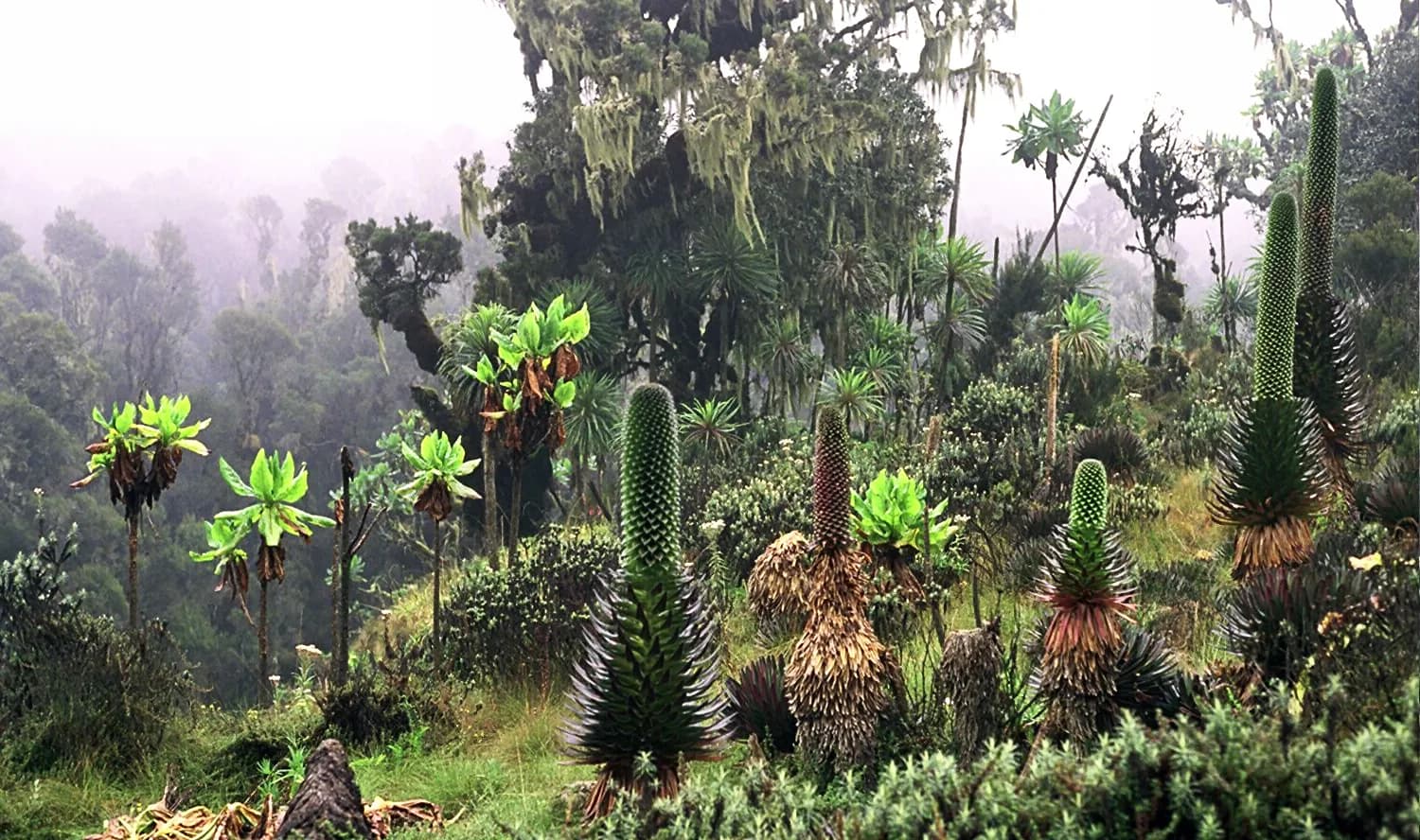The glaciated peaks of the Rwenzori Mountains
