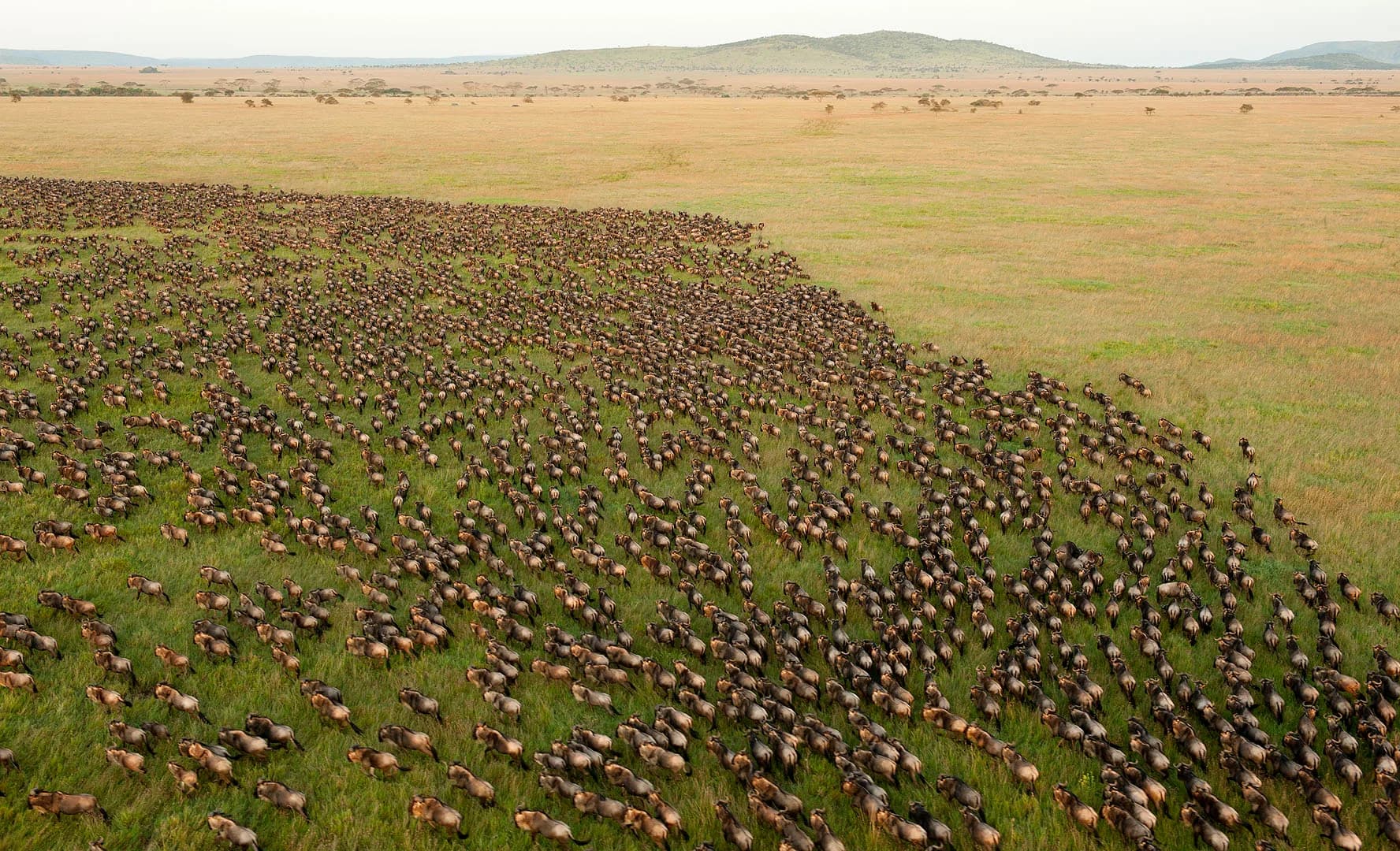 Wildebeest spread across the Serengeti grassland