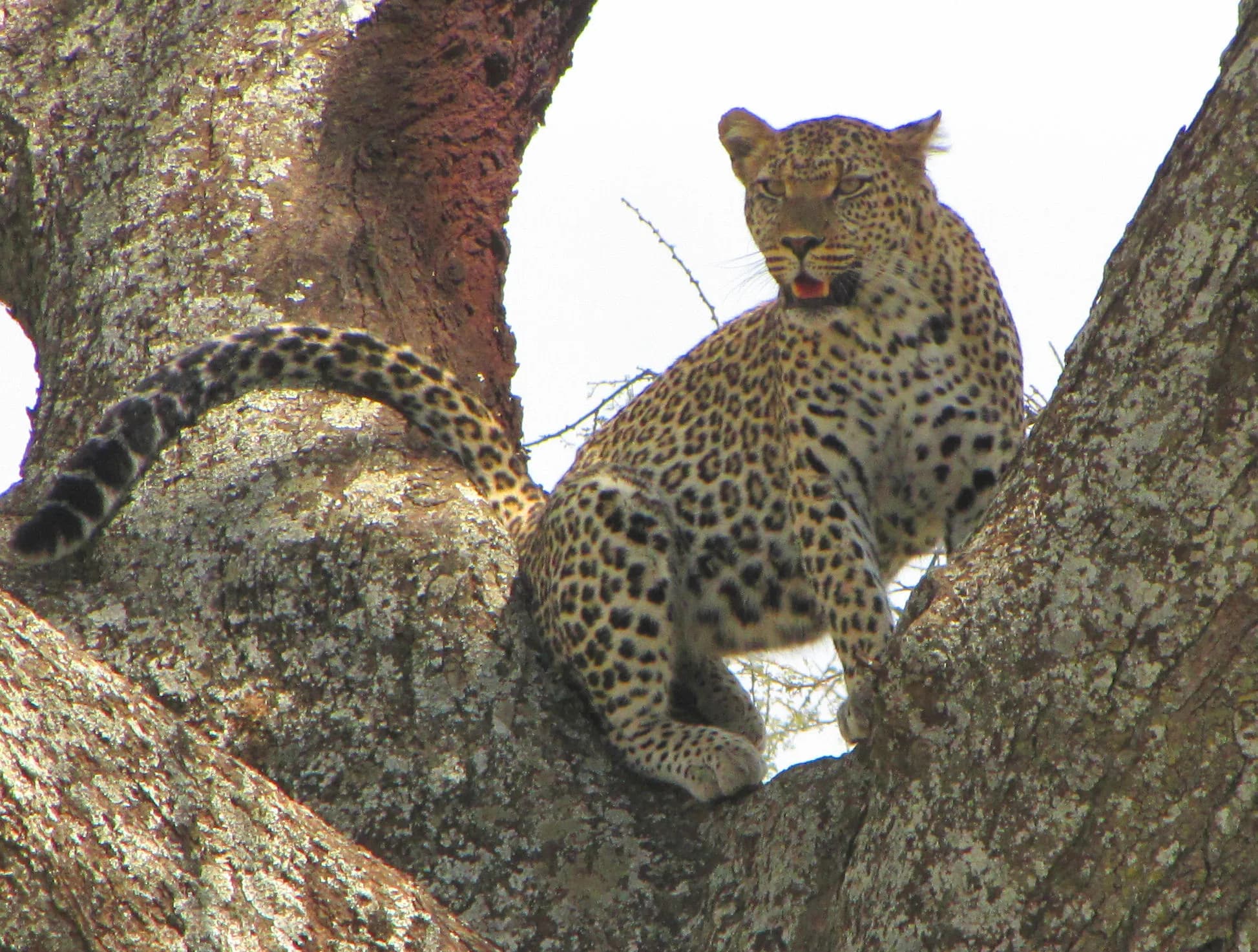 A leopard resting in an acacia