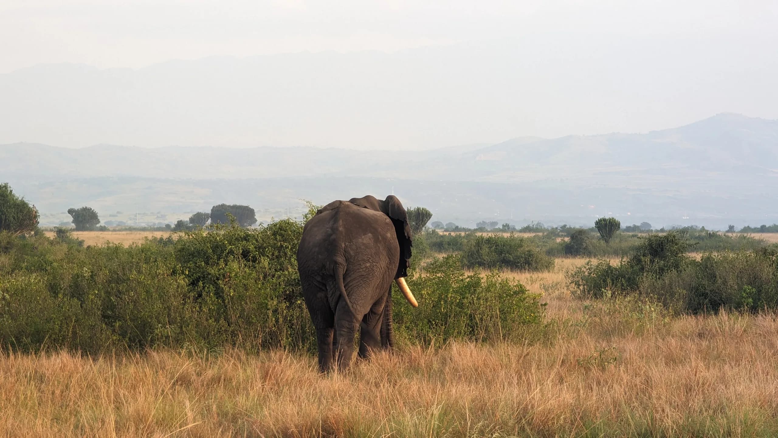 Forest and savannah meeting in western Uganda